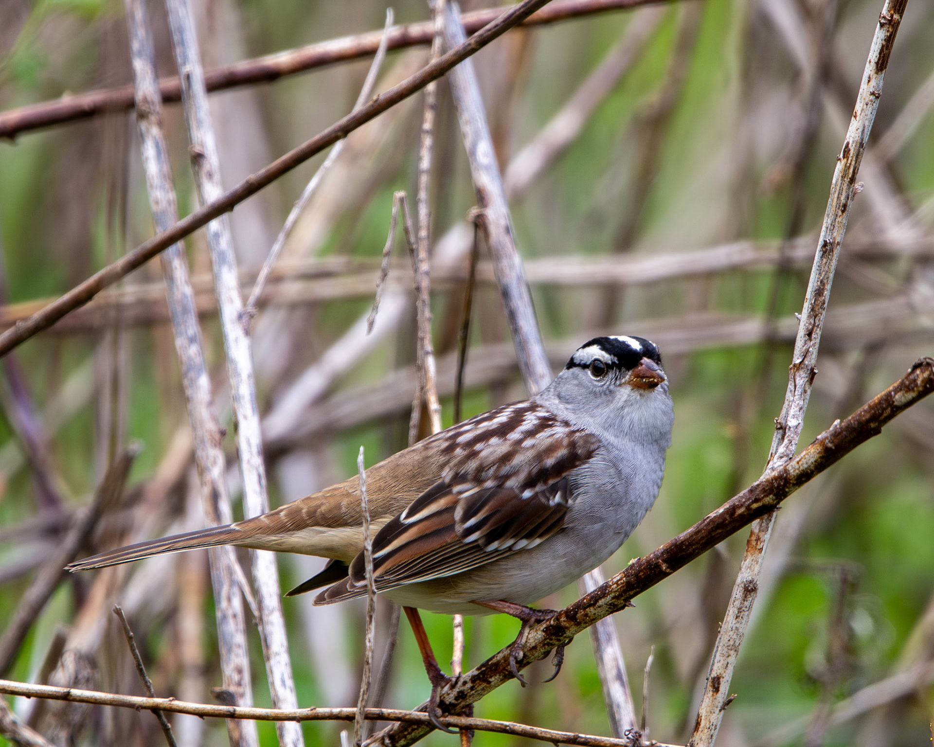White-crowned sparrow