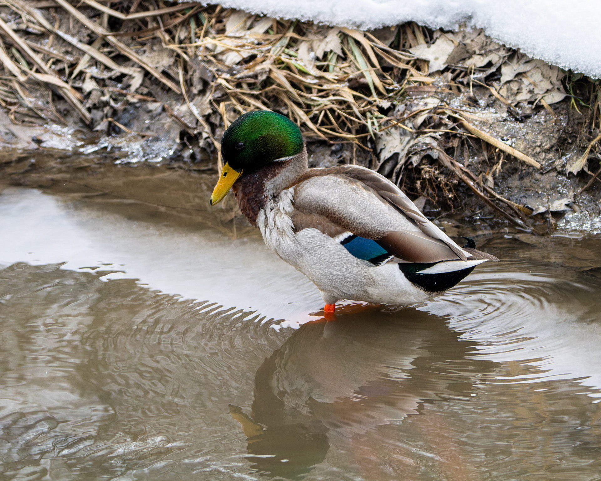 Mallard