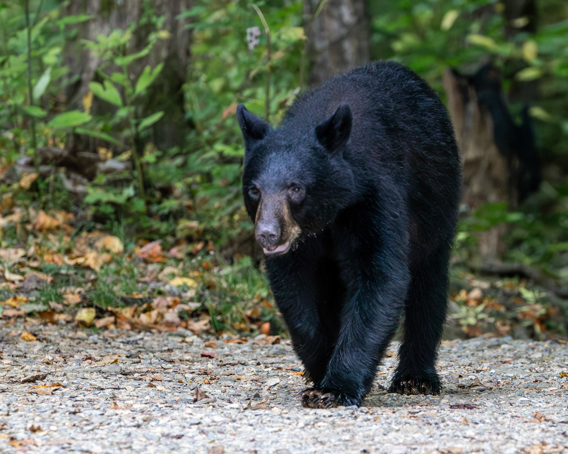 Black bear
