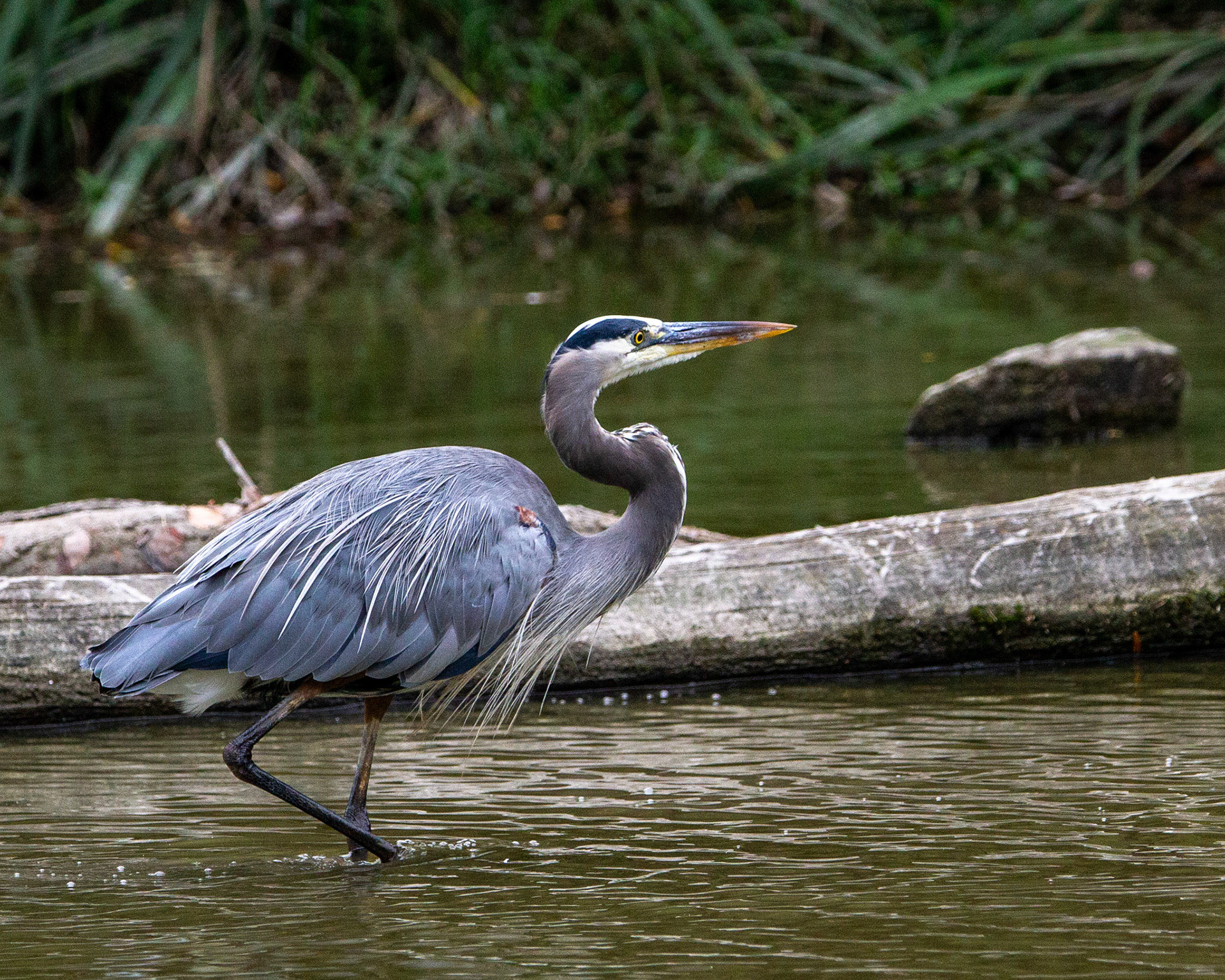 Great blue heron