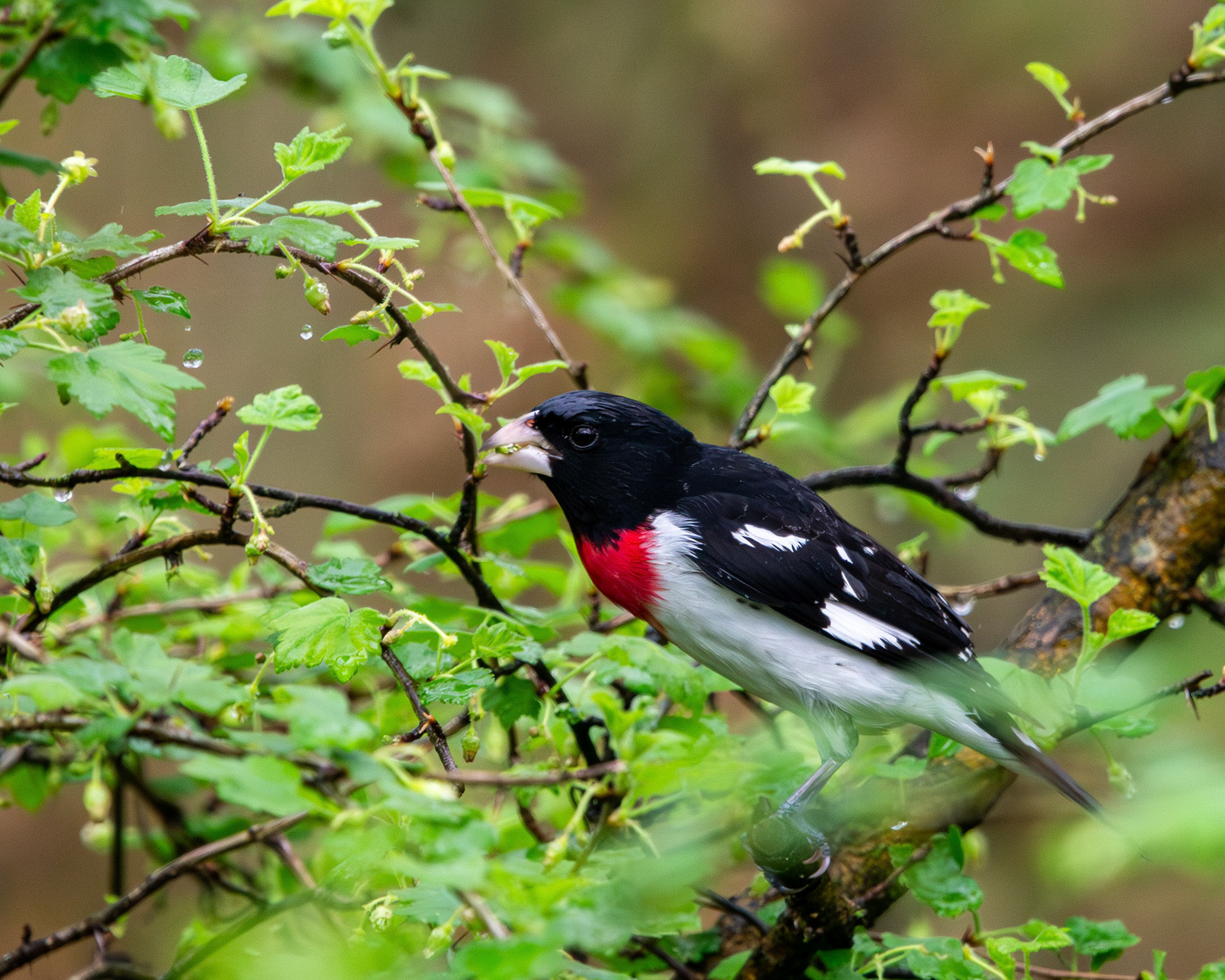 Rose-breasted grosbeak