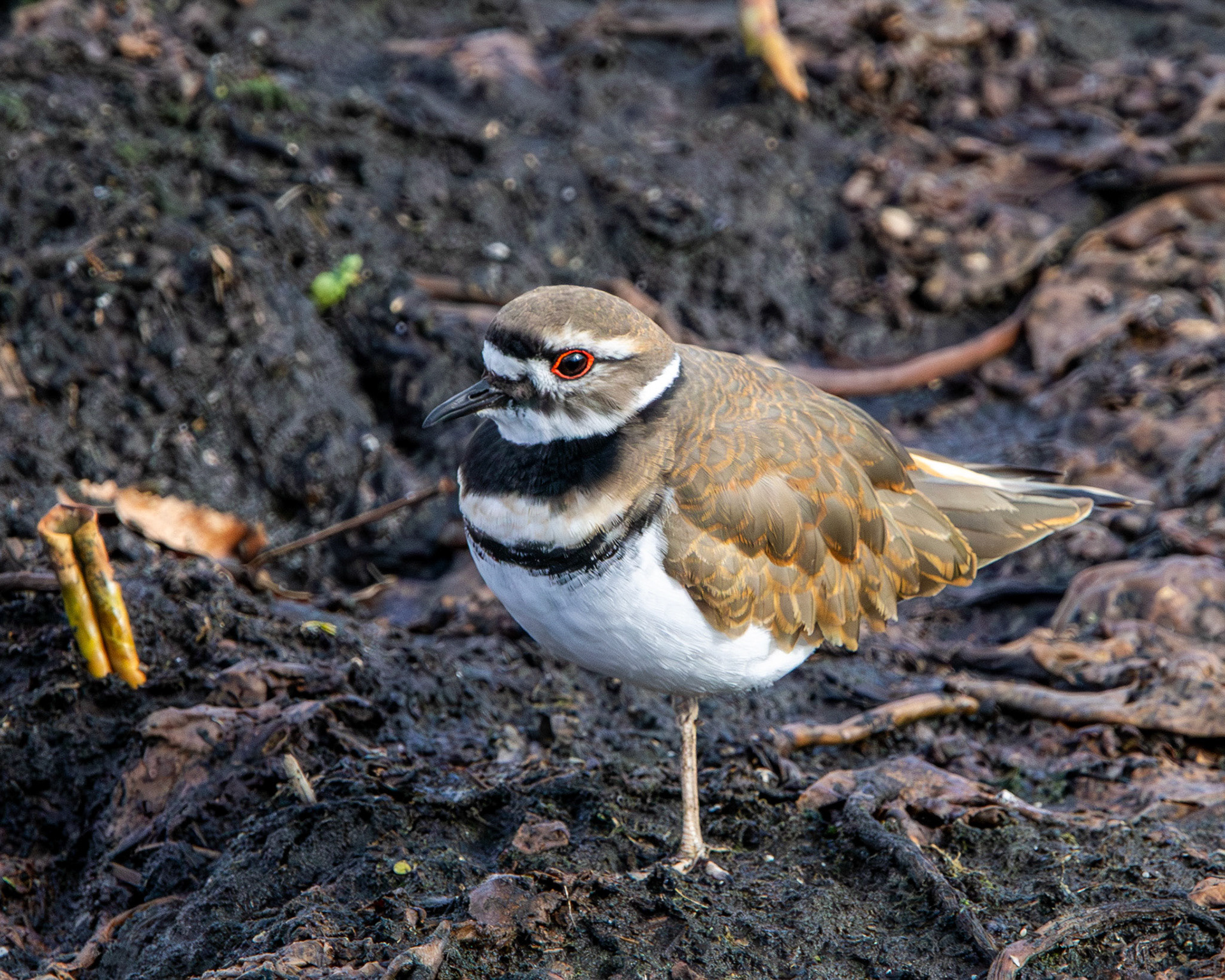 Kildeer