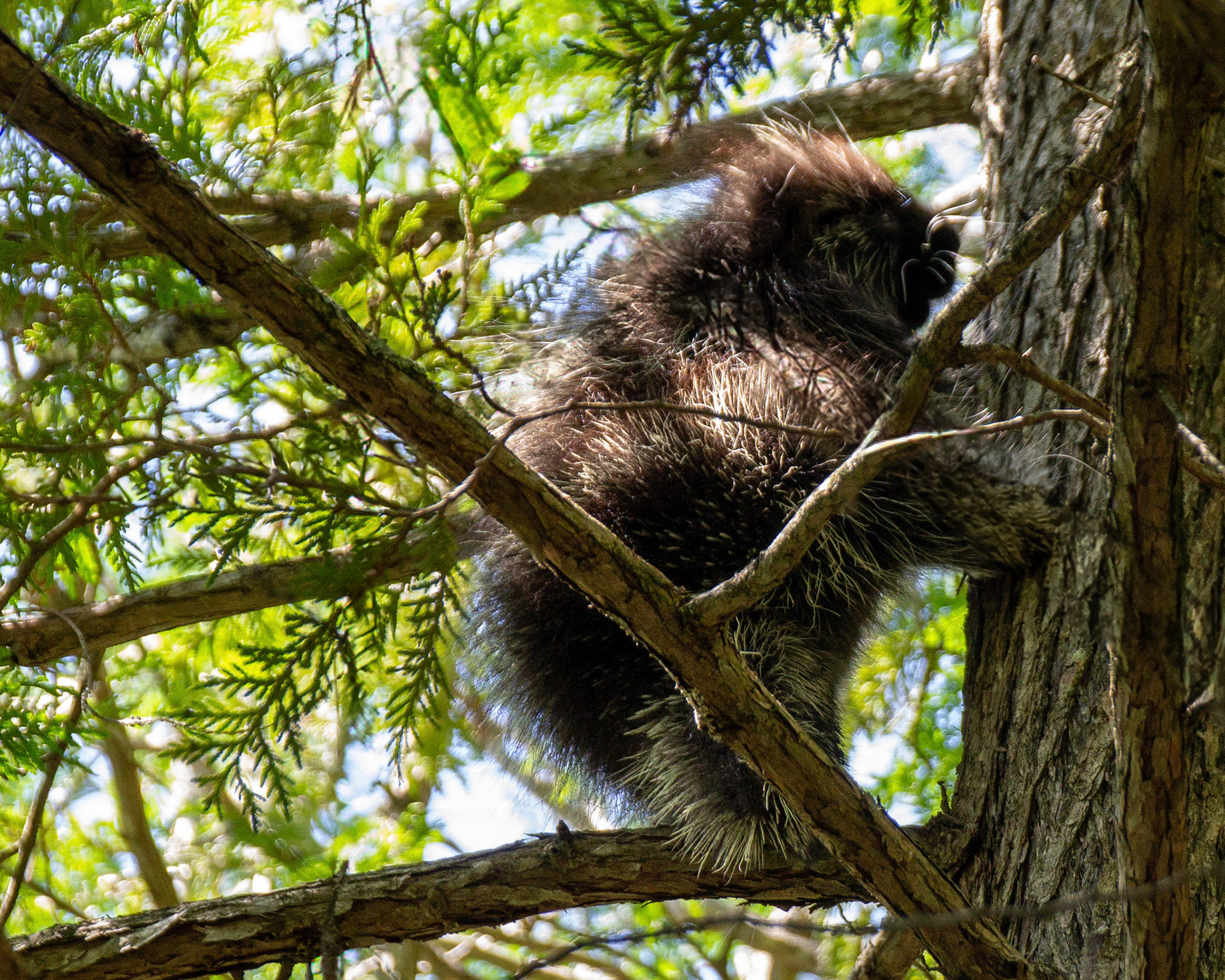Porcupine in a tree