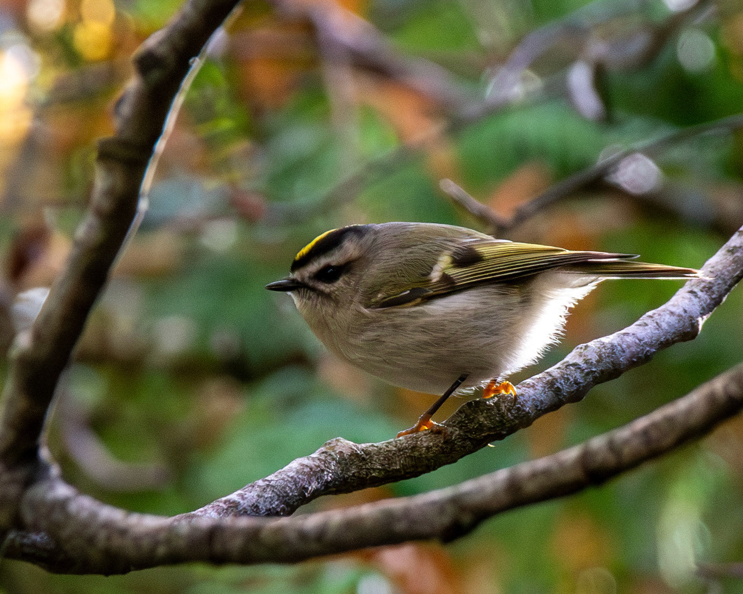 Golden crowned kinglet
