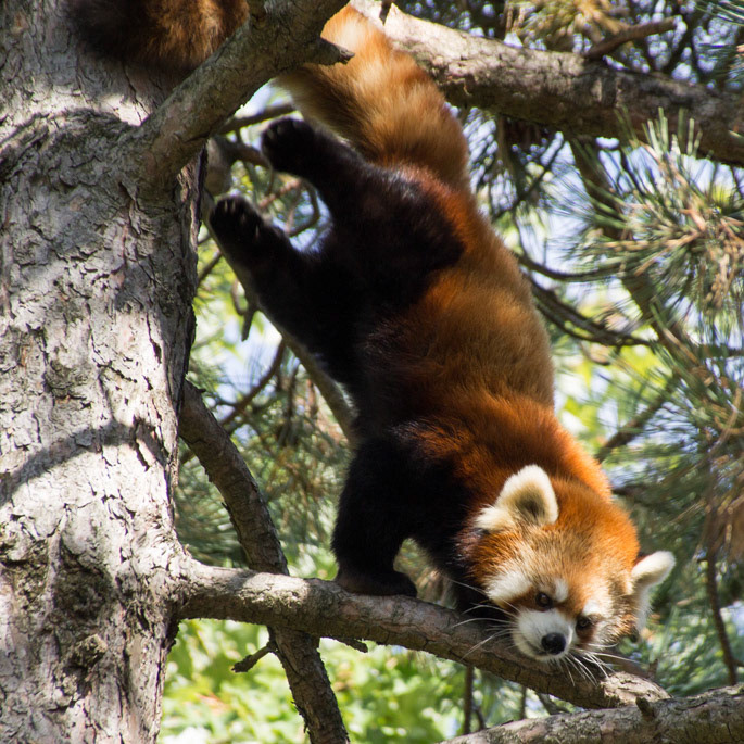 Red panda