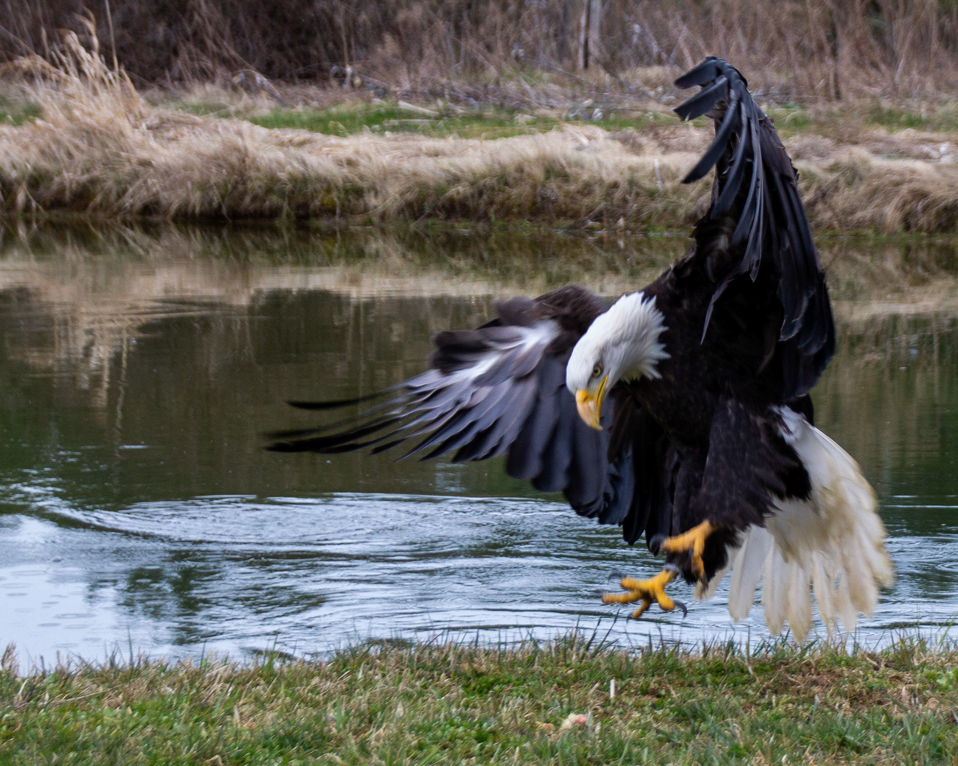 Bald eagle