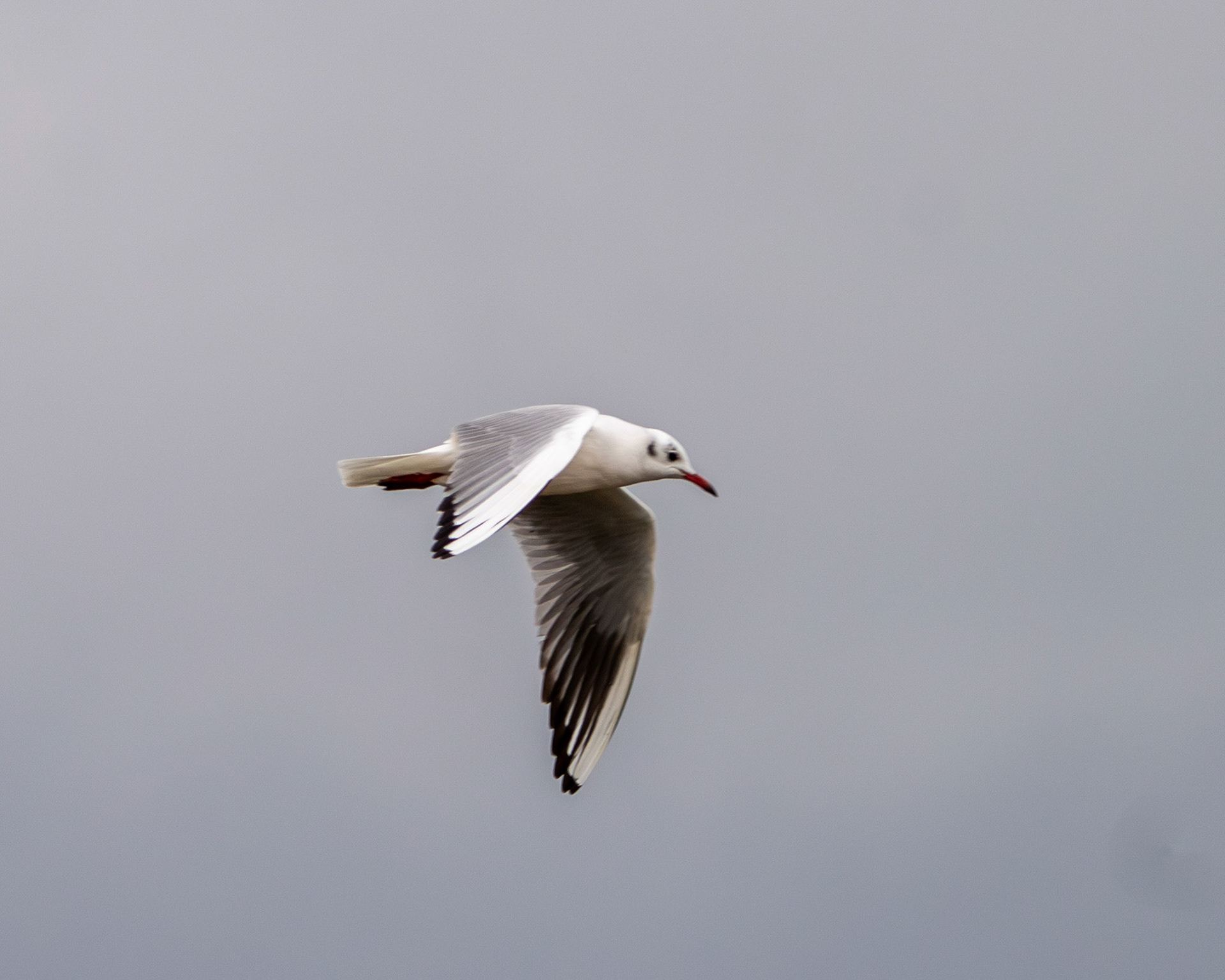 Black-headed gull