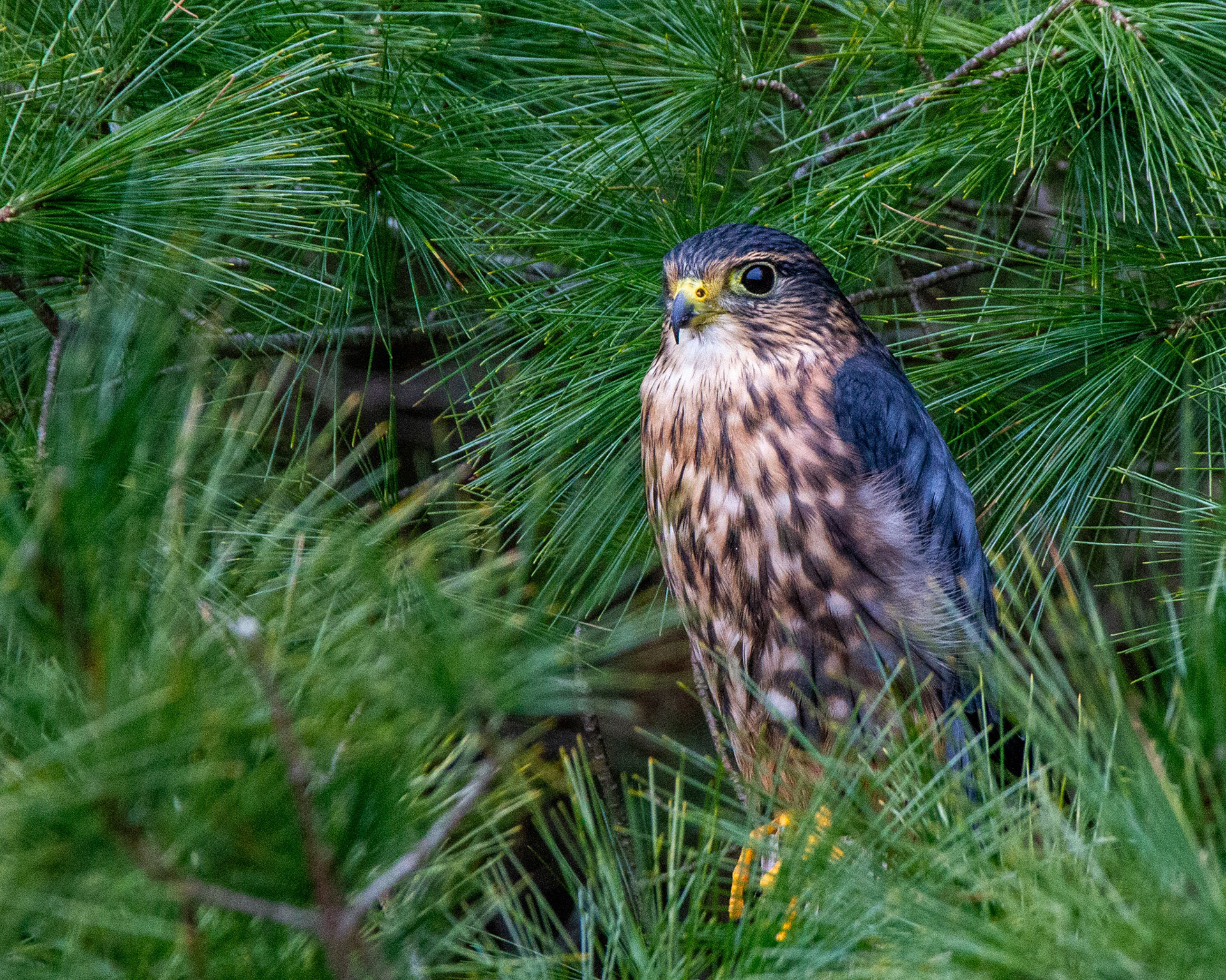 Merlin