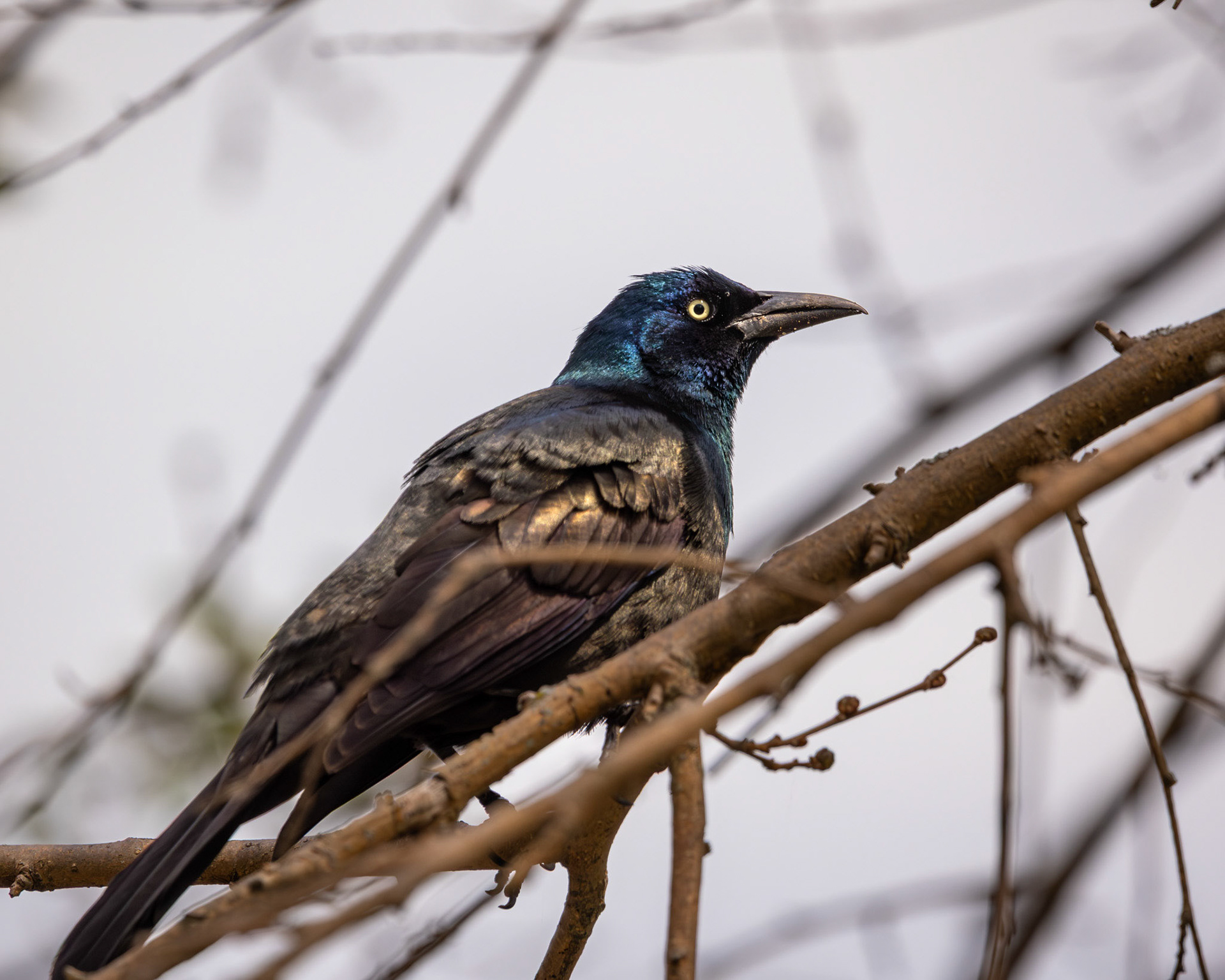 Common grackle
