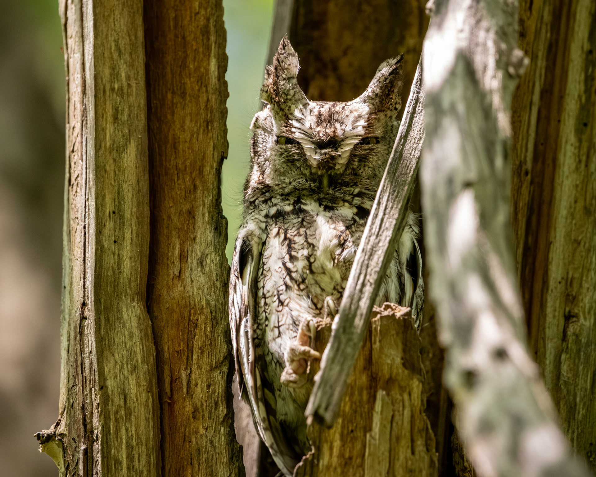 Eastern screech owl