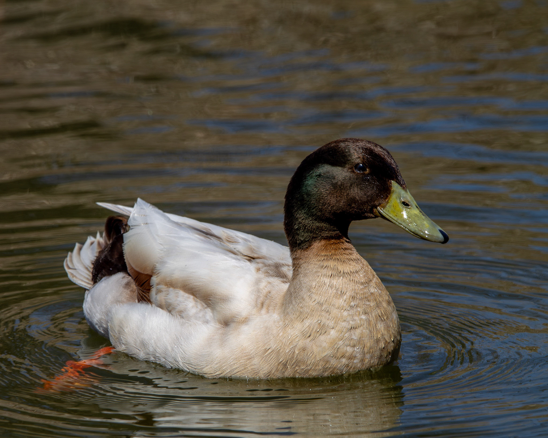 Mallard