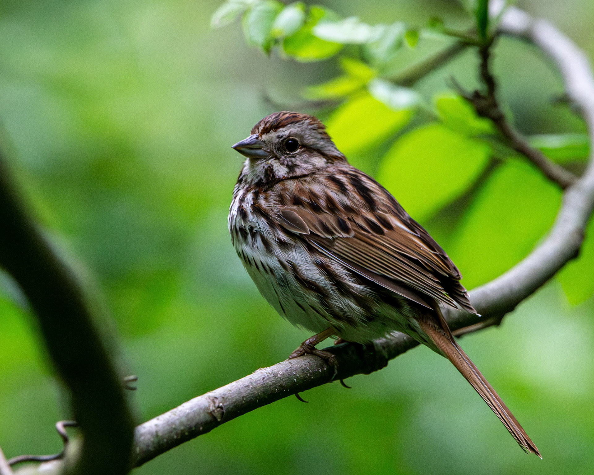 Song sparrow