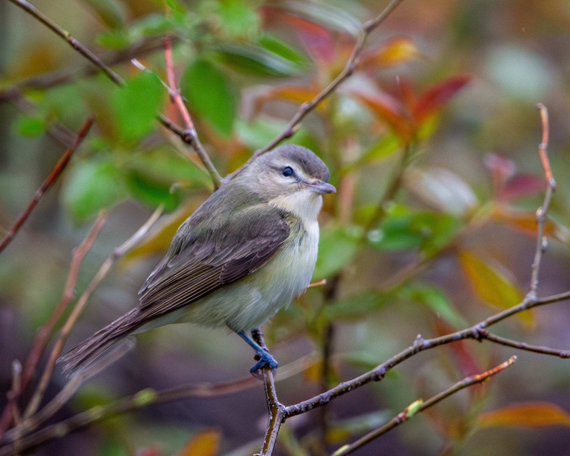 Warbling vireo