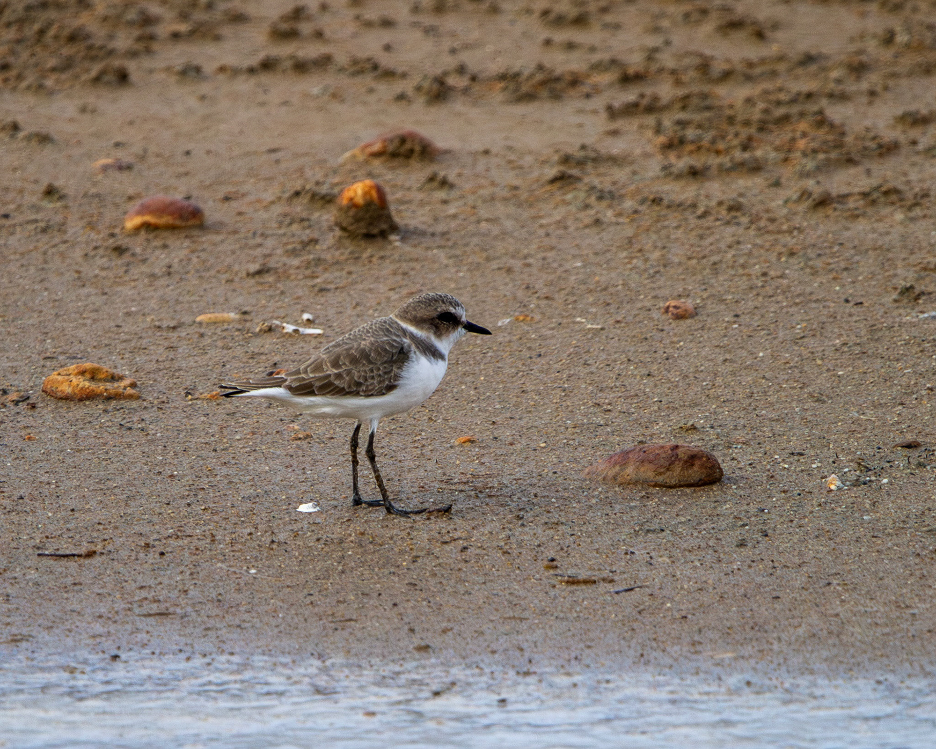 Kentish plover