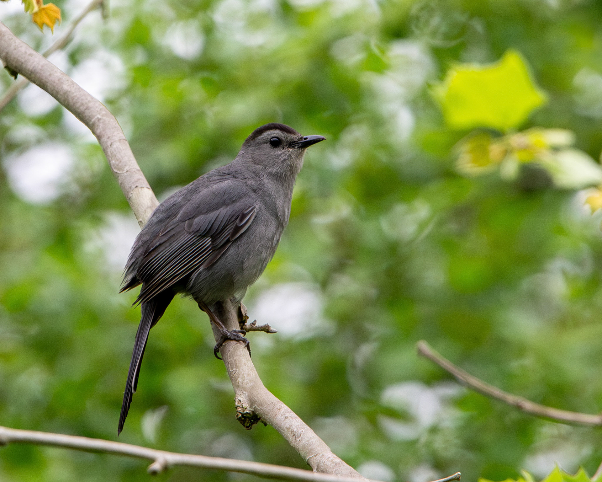 Gray catbird