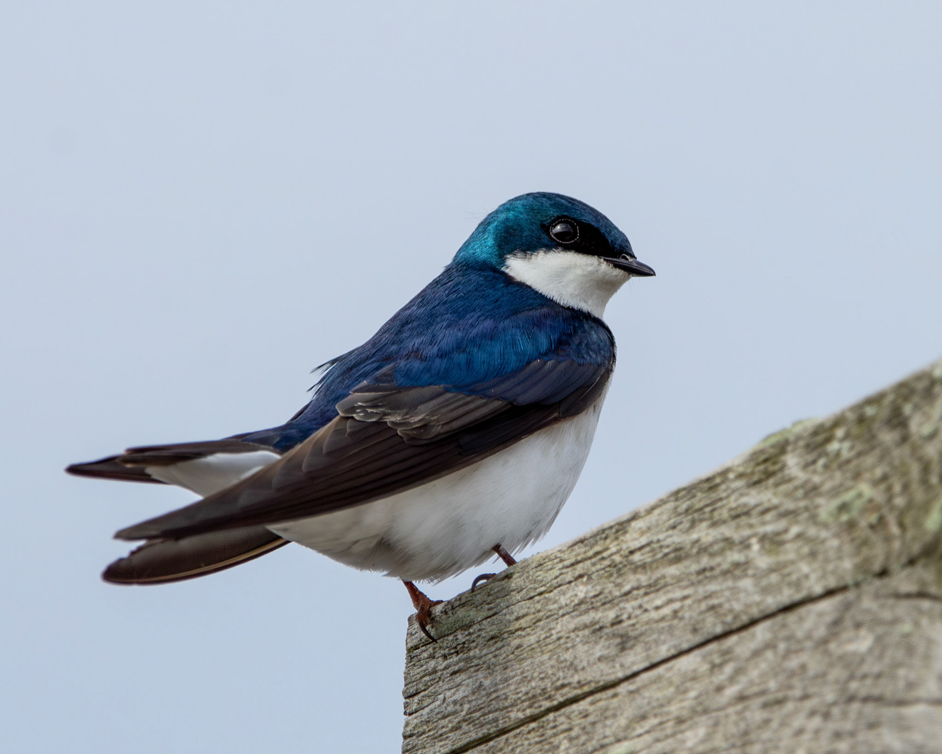 Tree swallow
