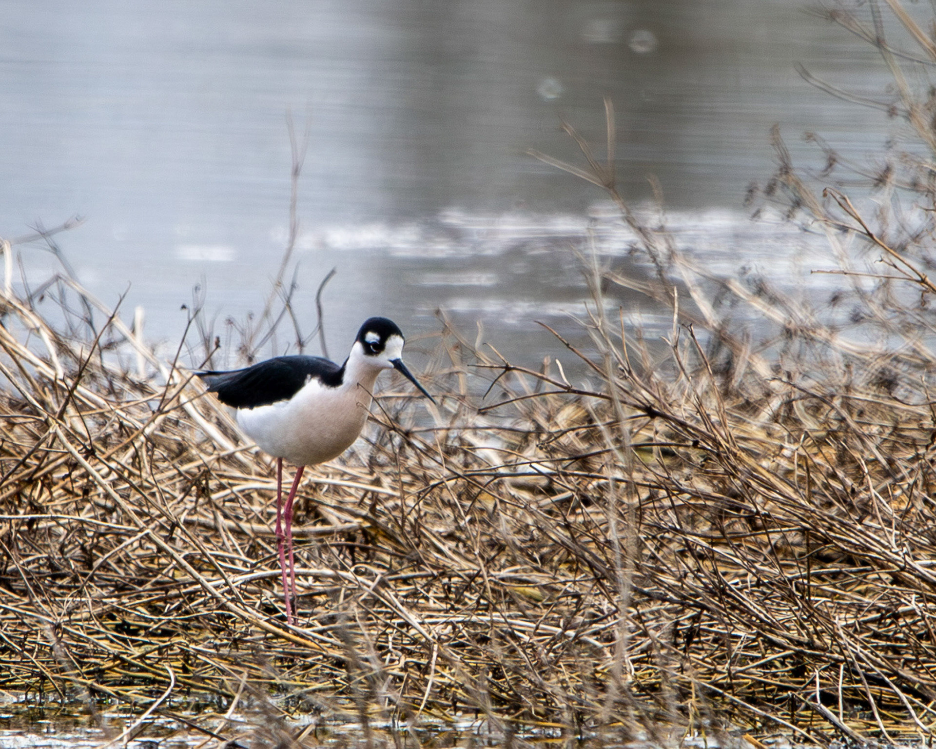 Black-necked stilt