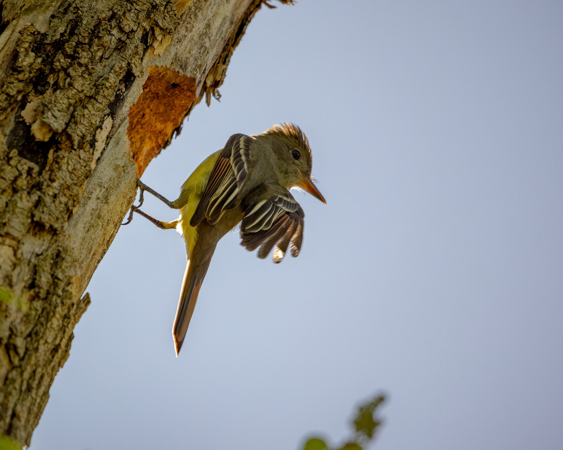 Great crested flycatcher taking off