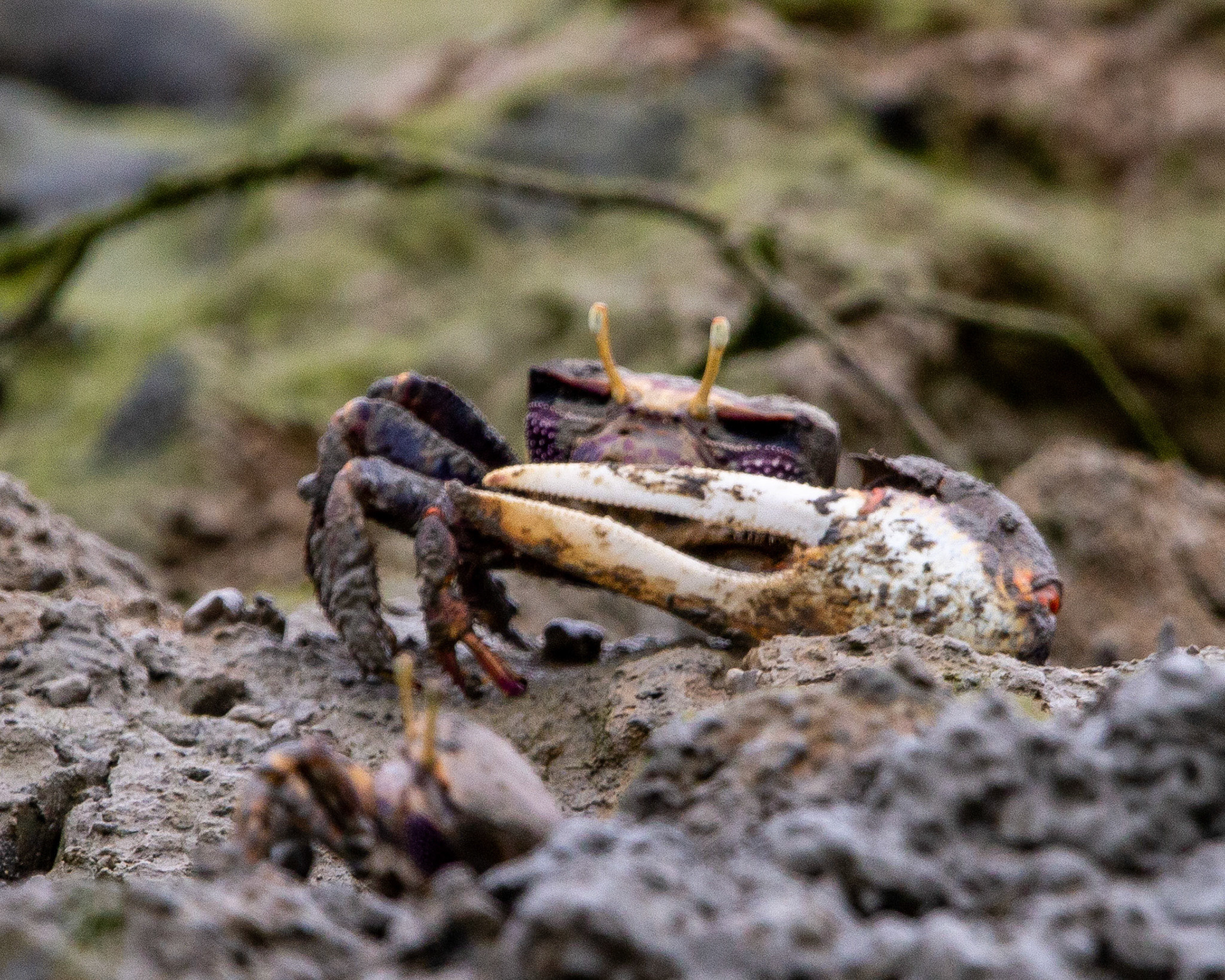 West African fiddler crab
