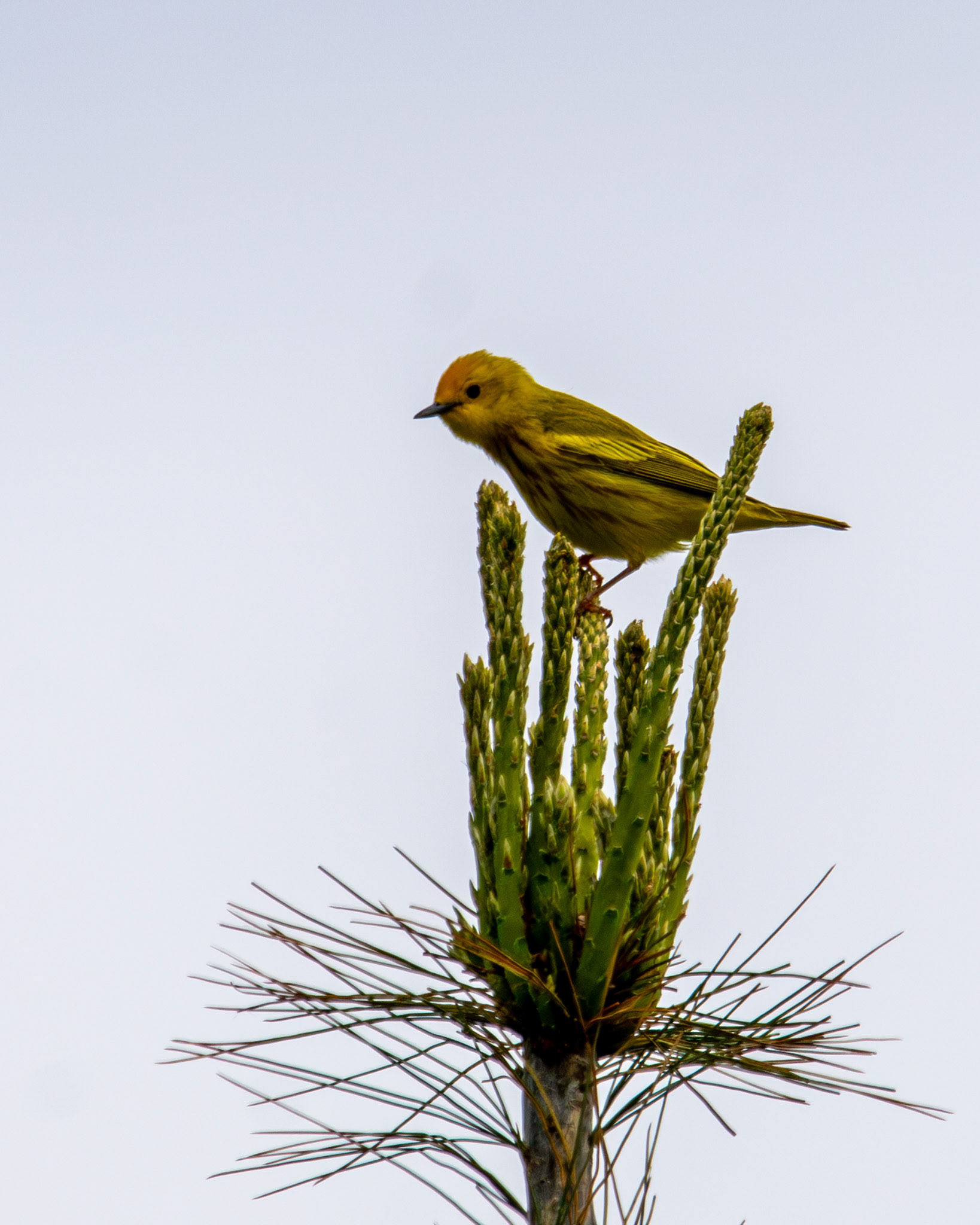 Yellow warbler