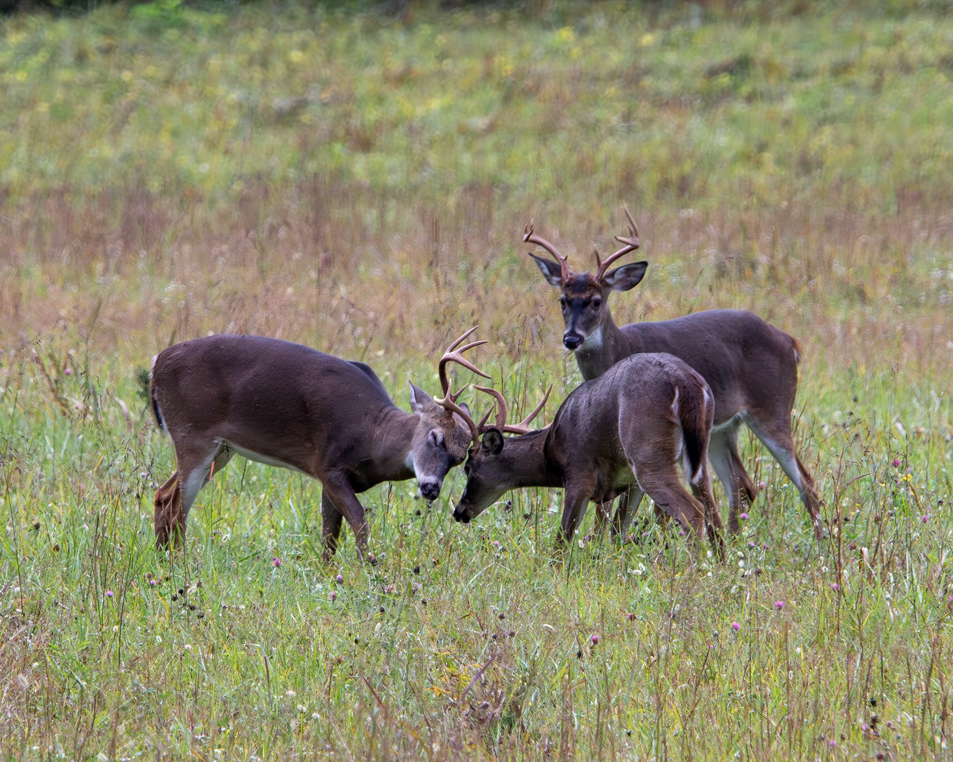 Bucks wrestling