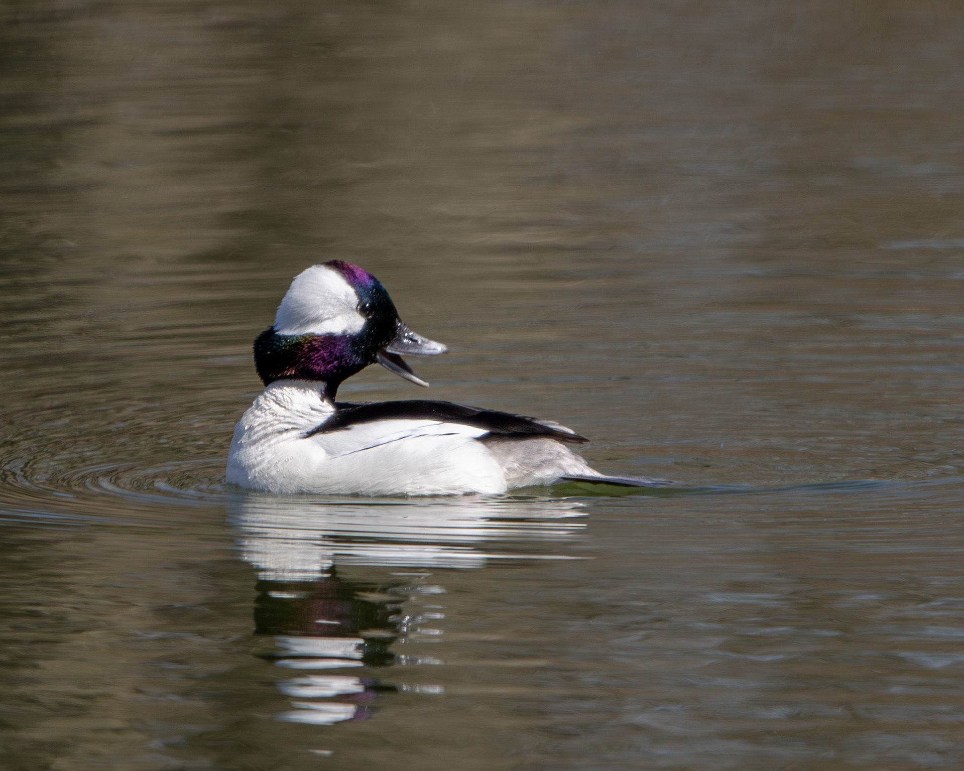 Bufflehead