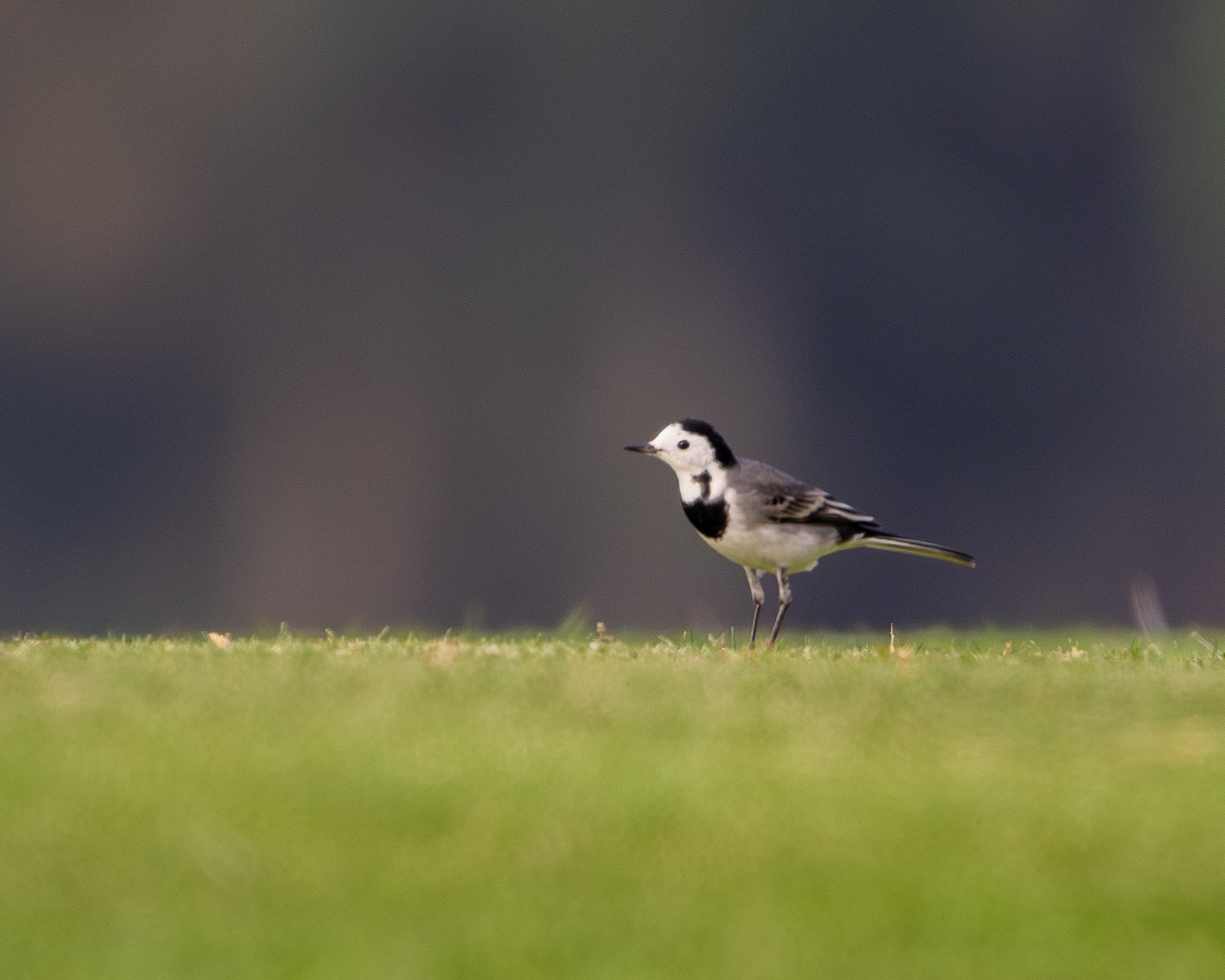 White wagtail