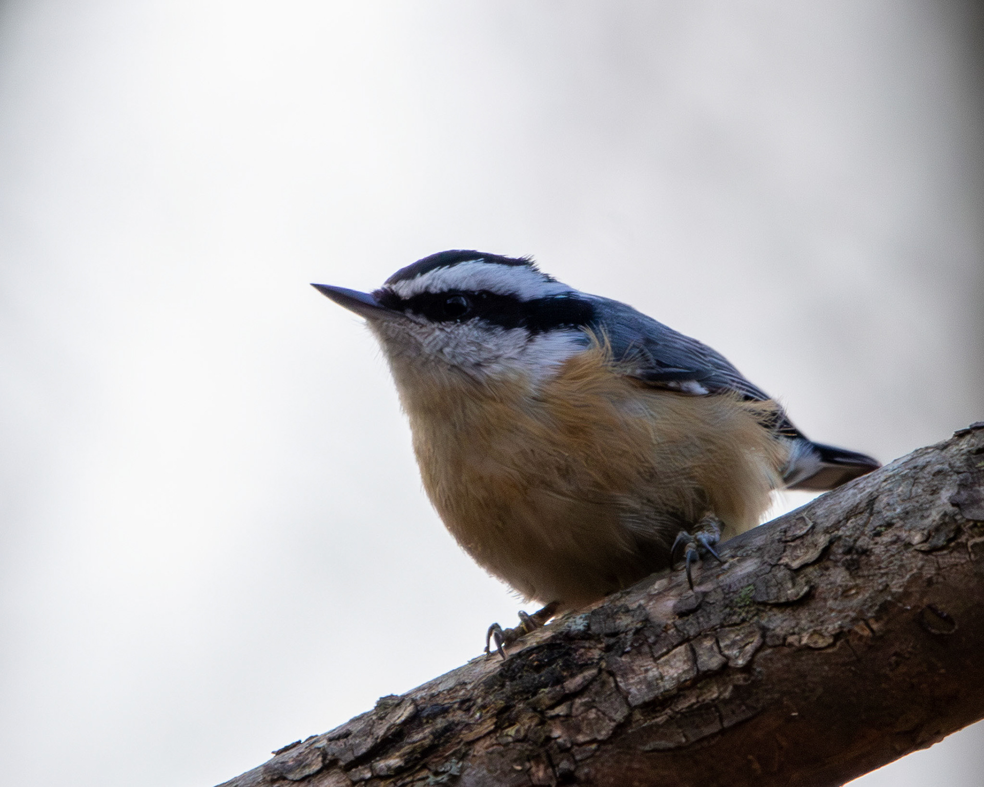 Red breasted nuthatch