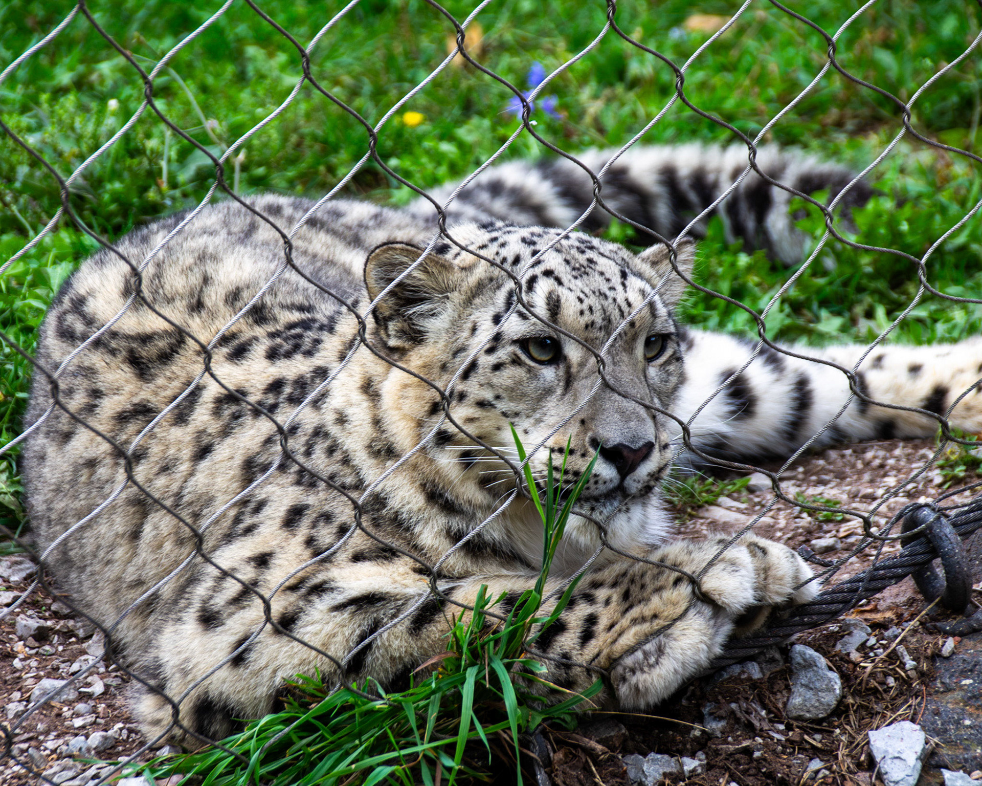 Snow leopard