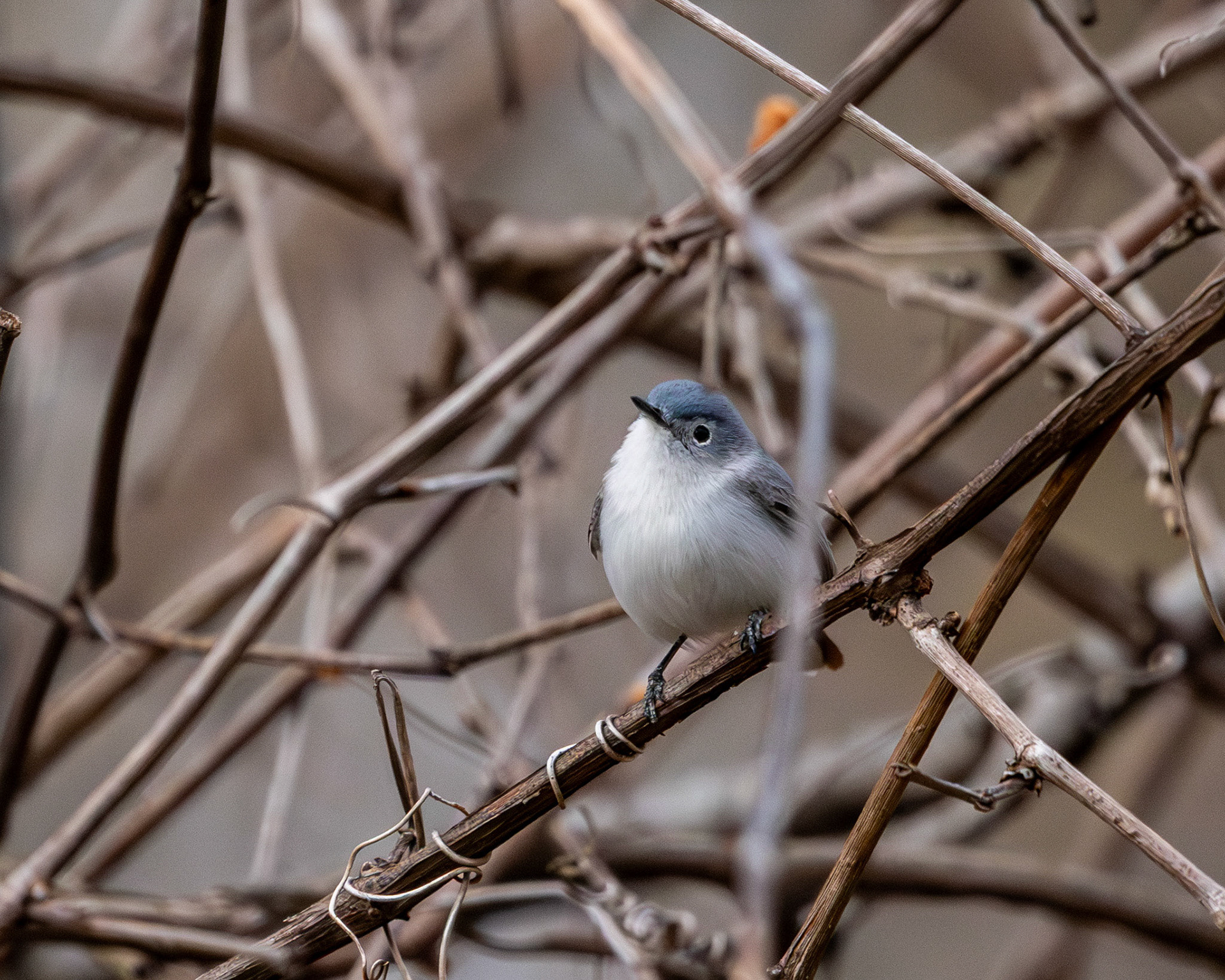 Blue gray gnatcatcher