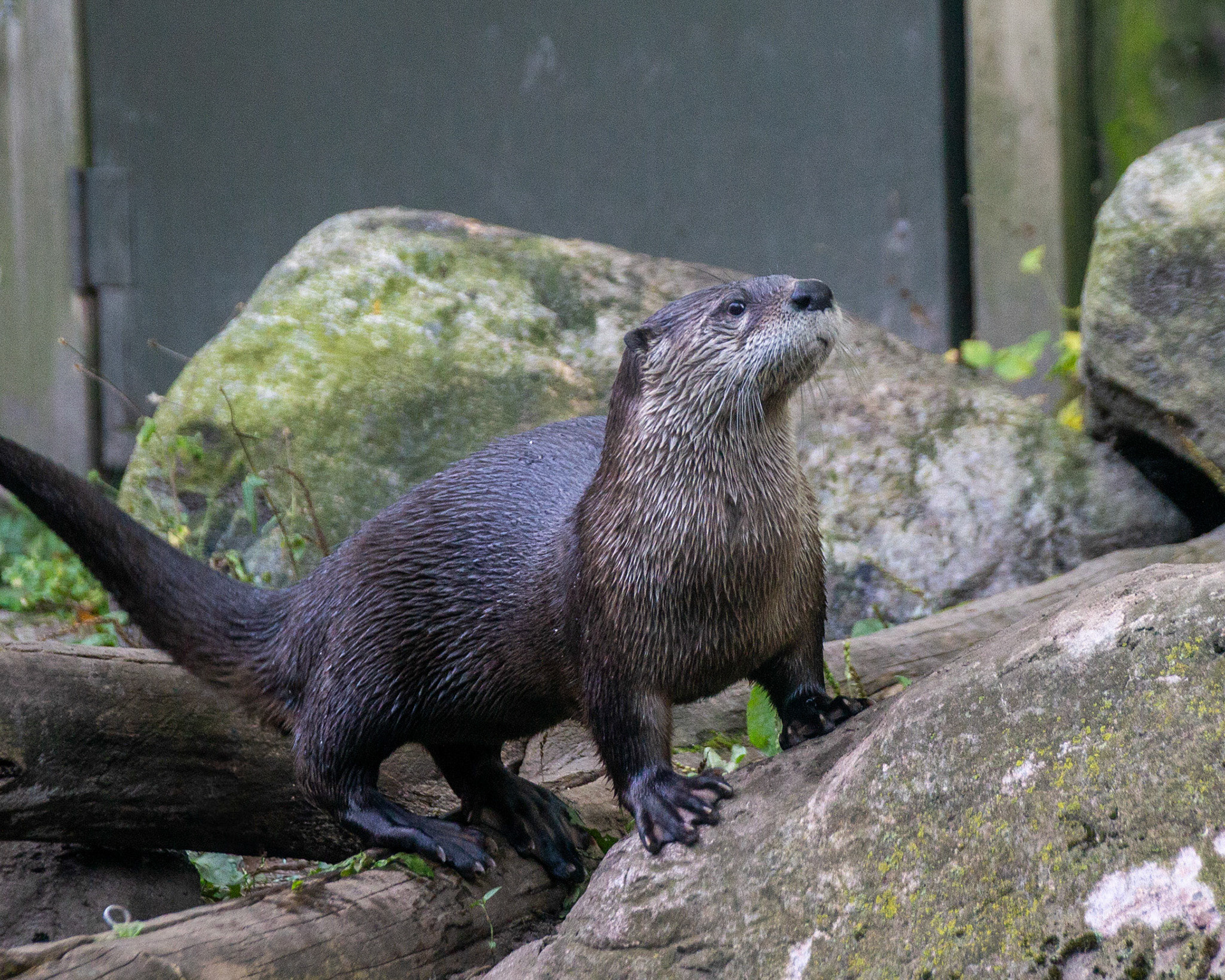 Otter