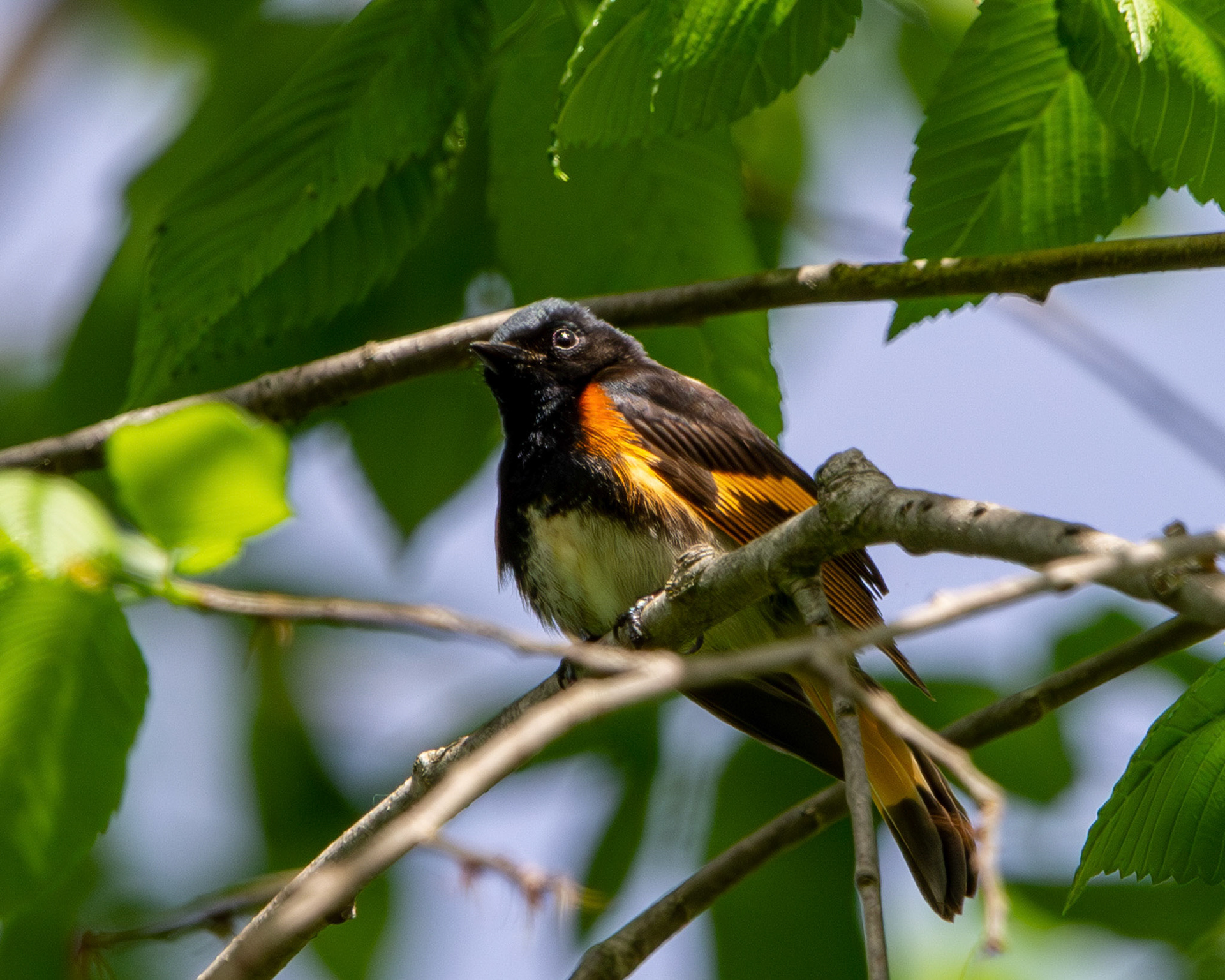 American redstart