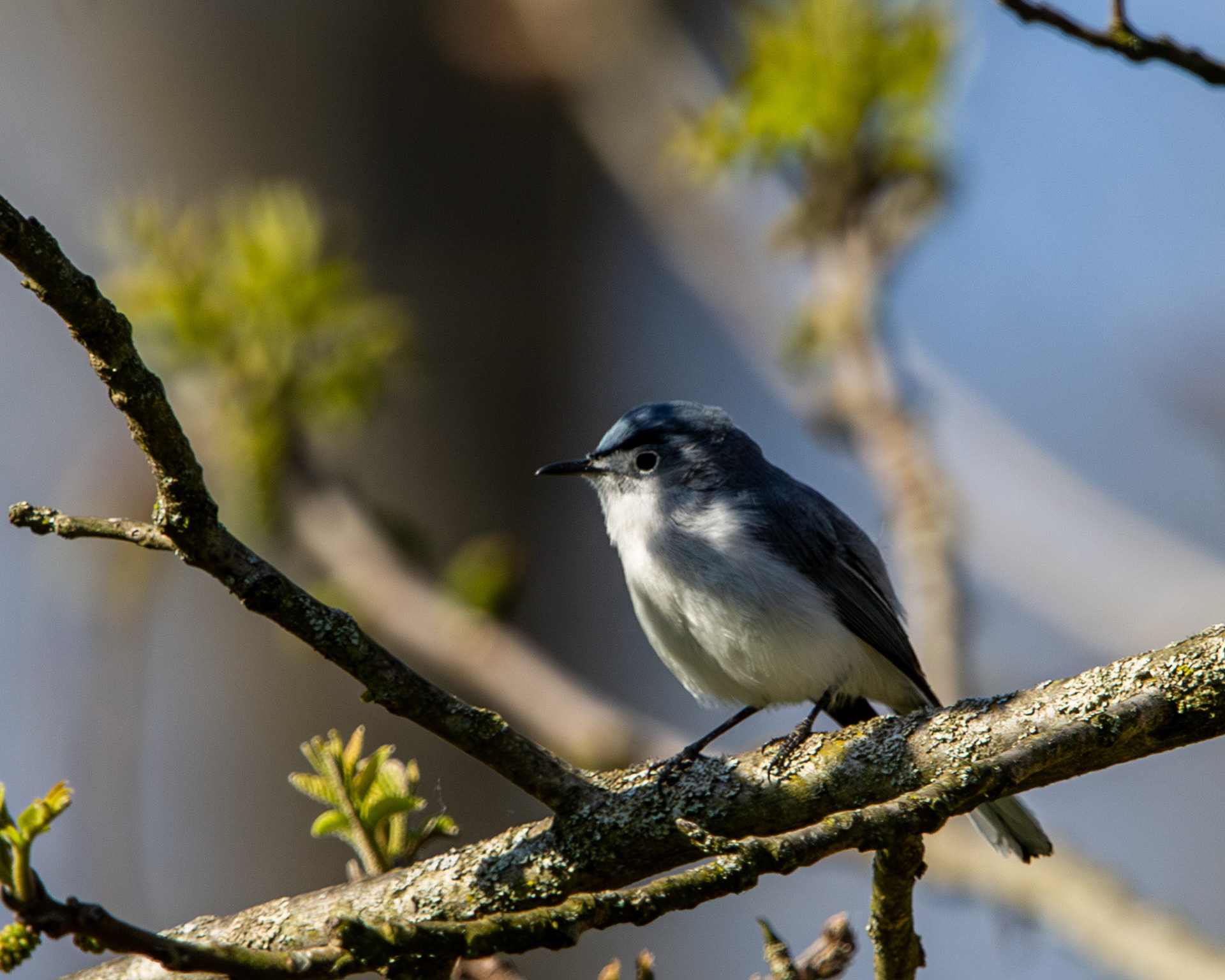 Blue-gray gnatcatcher