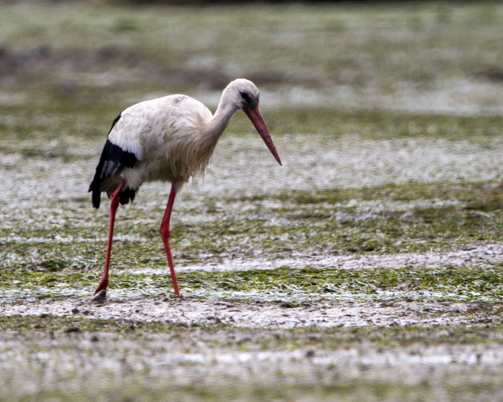 White stork