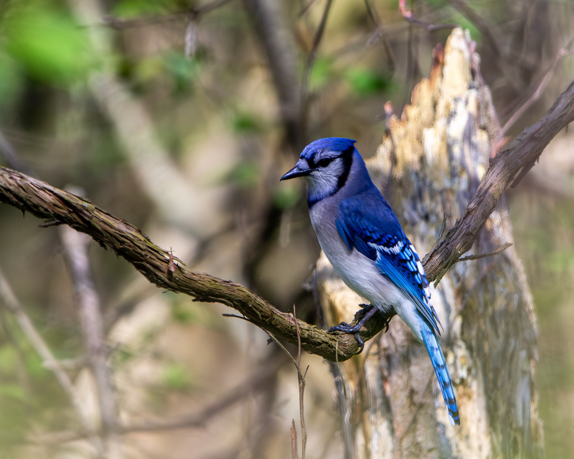 Blue jay