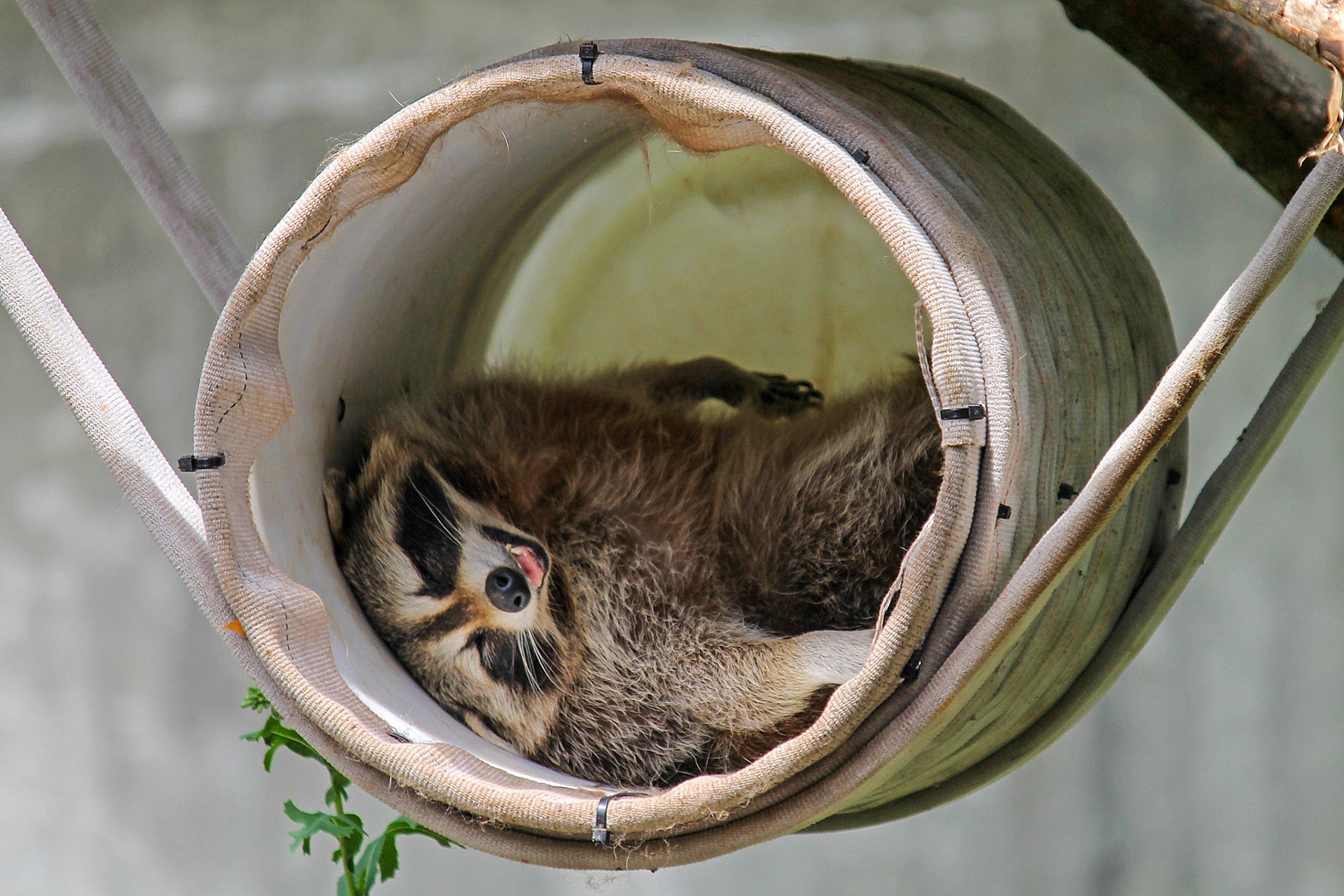 Racoon sleeping