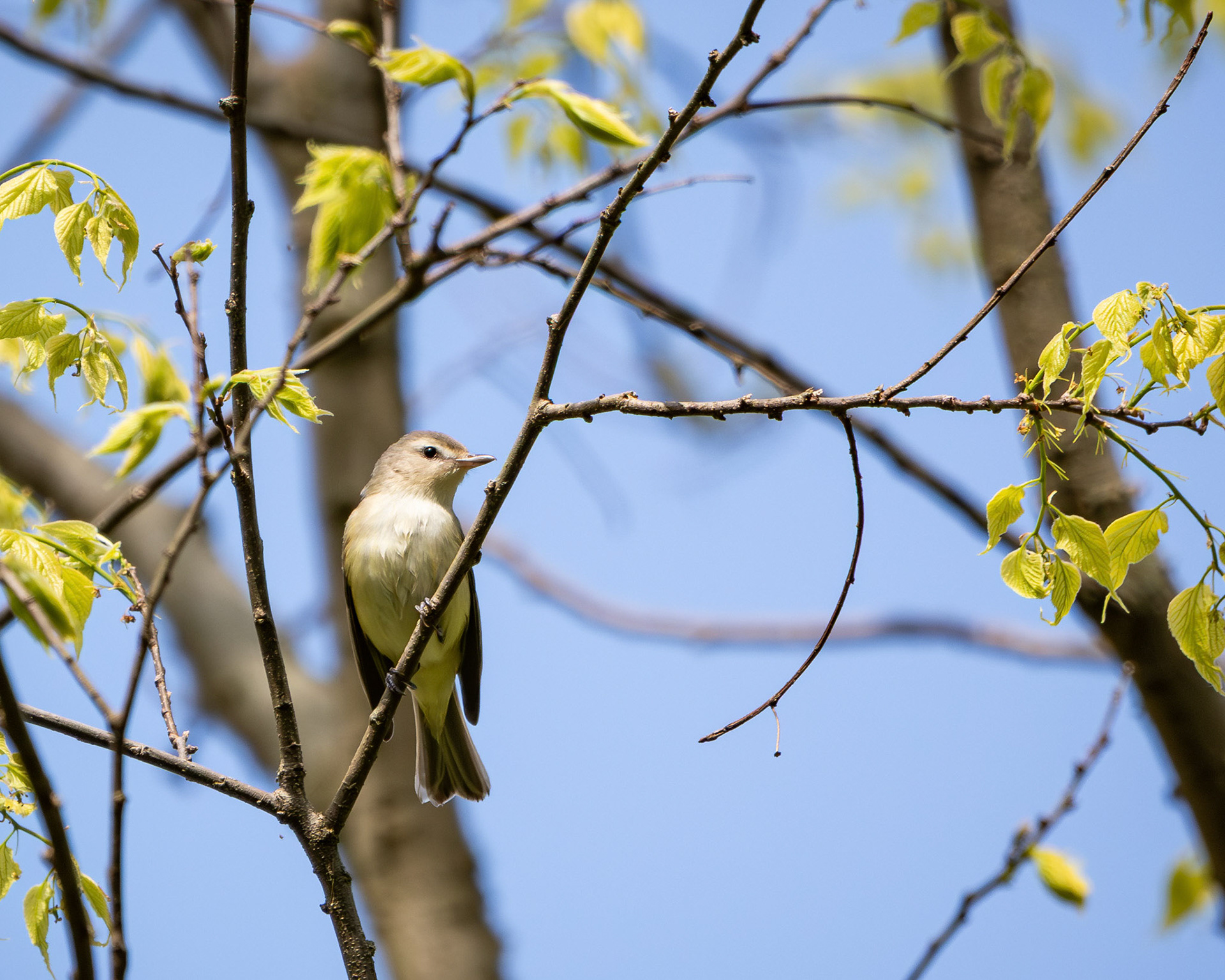 Eastern warbling vireo
