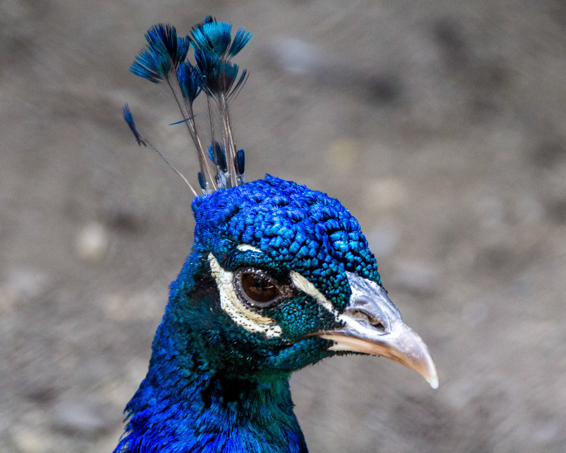 Peacock