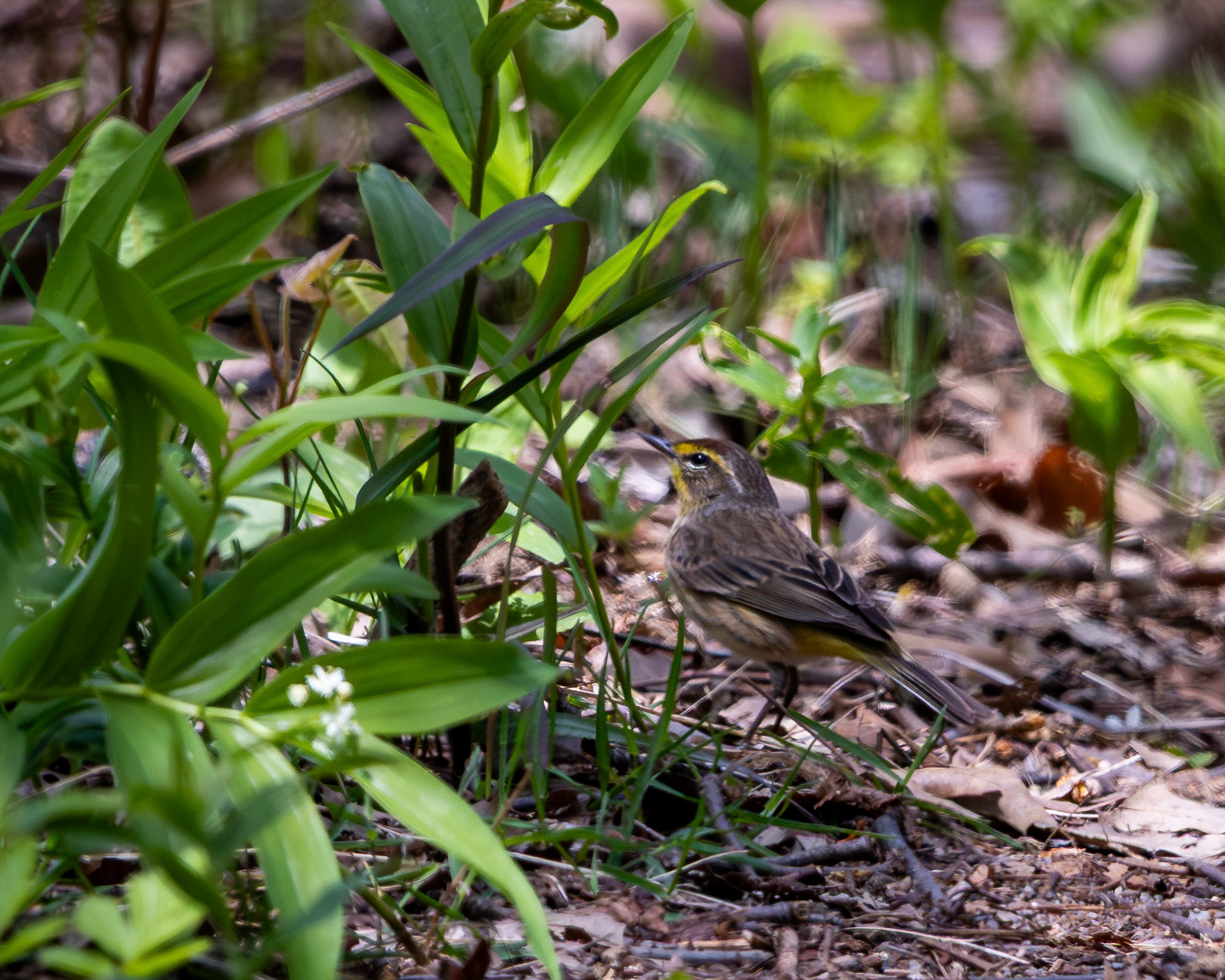 Palm warbler