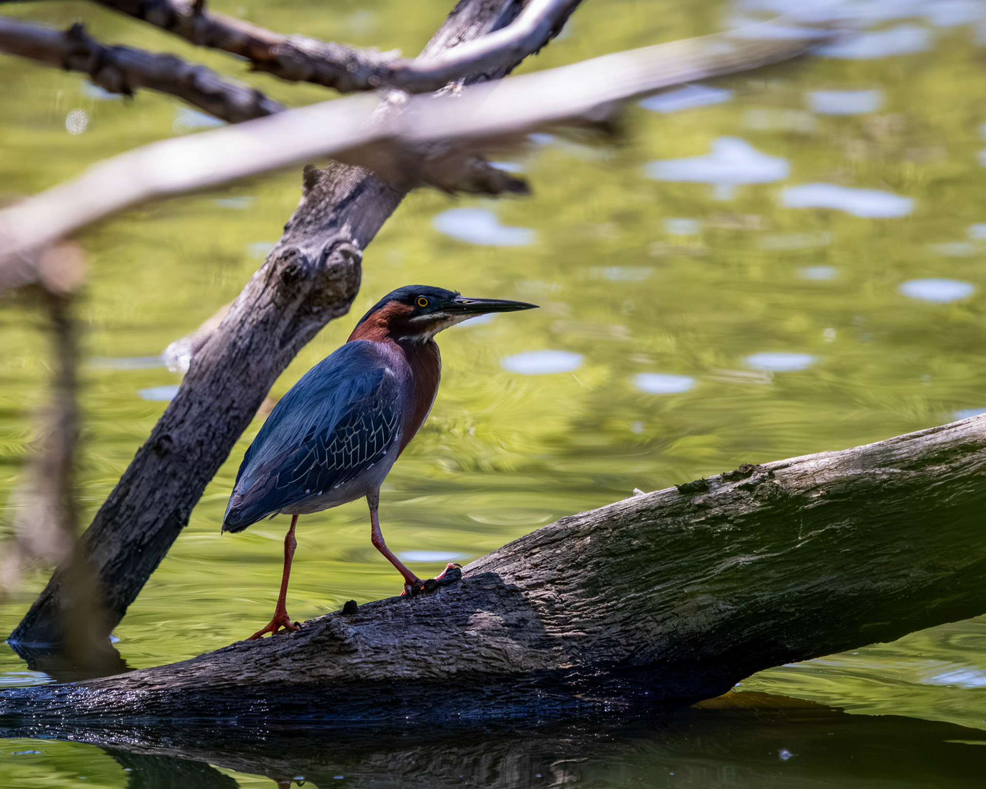 Green heron