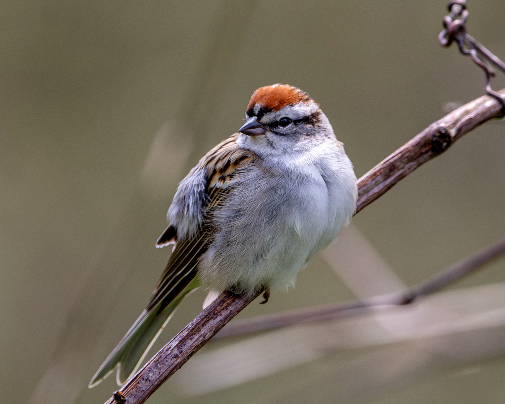Chipping sparrow