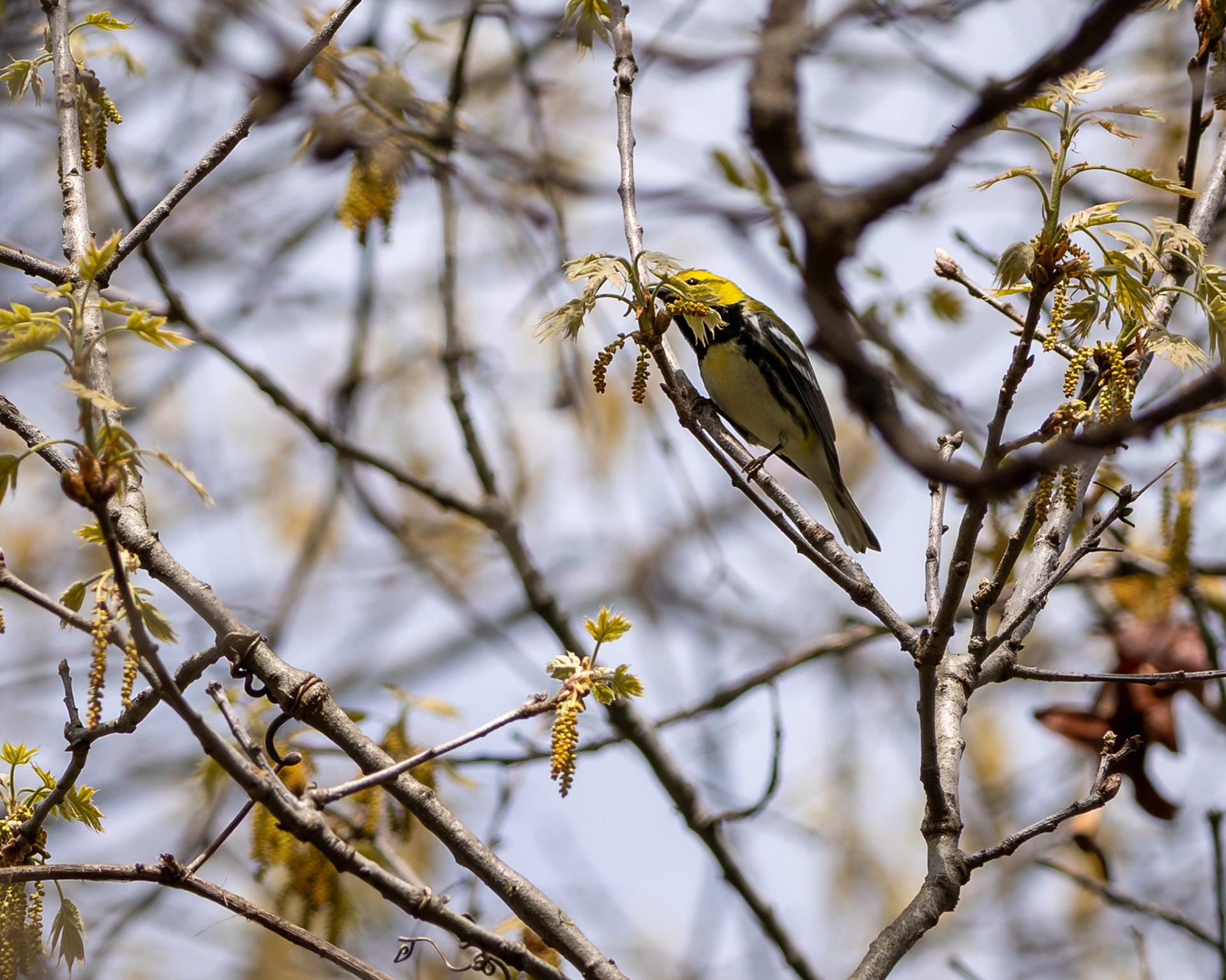 Black throated green warbler