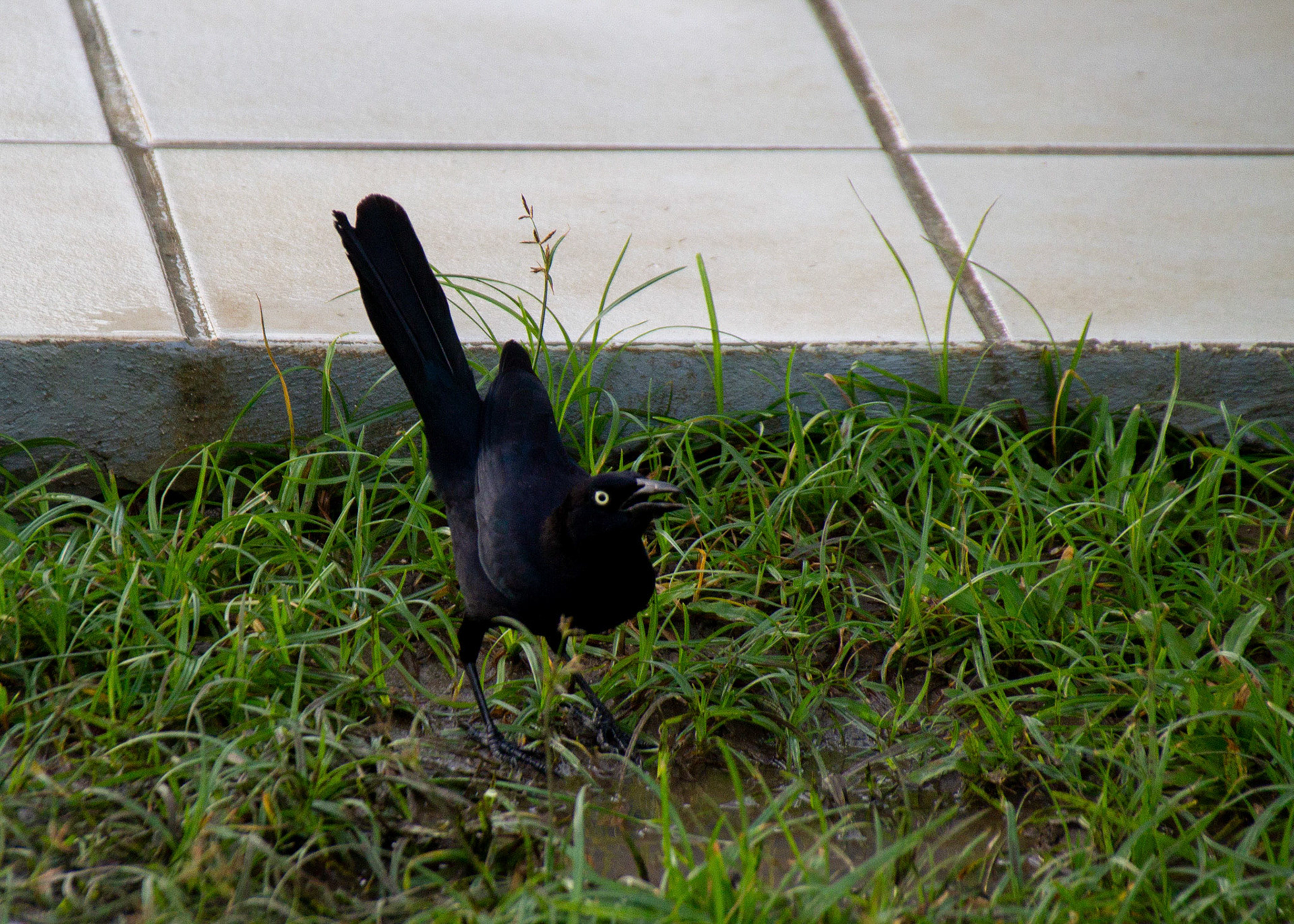 Greater antillean grackle