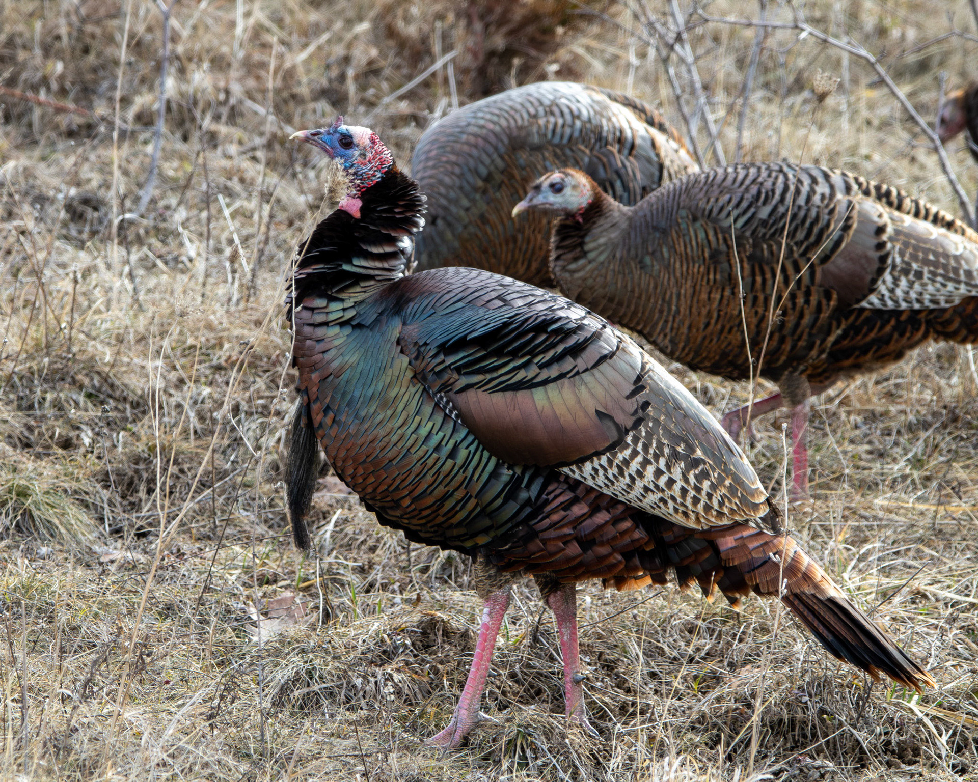 Male turkey