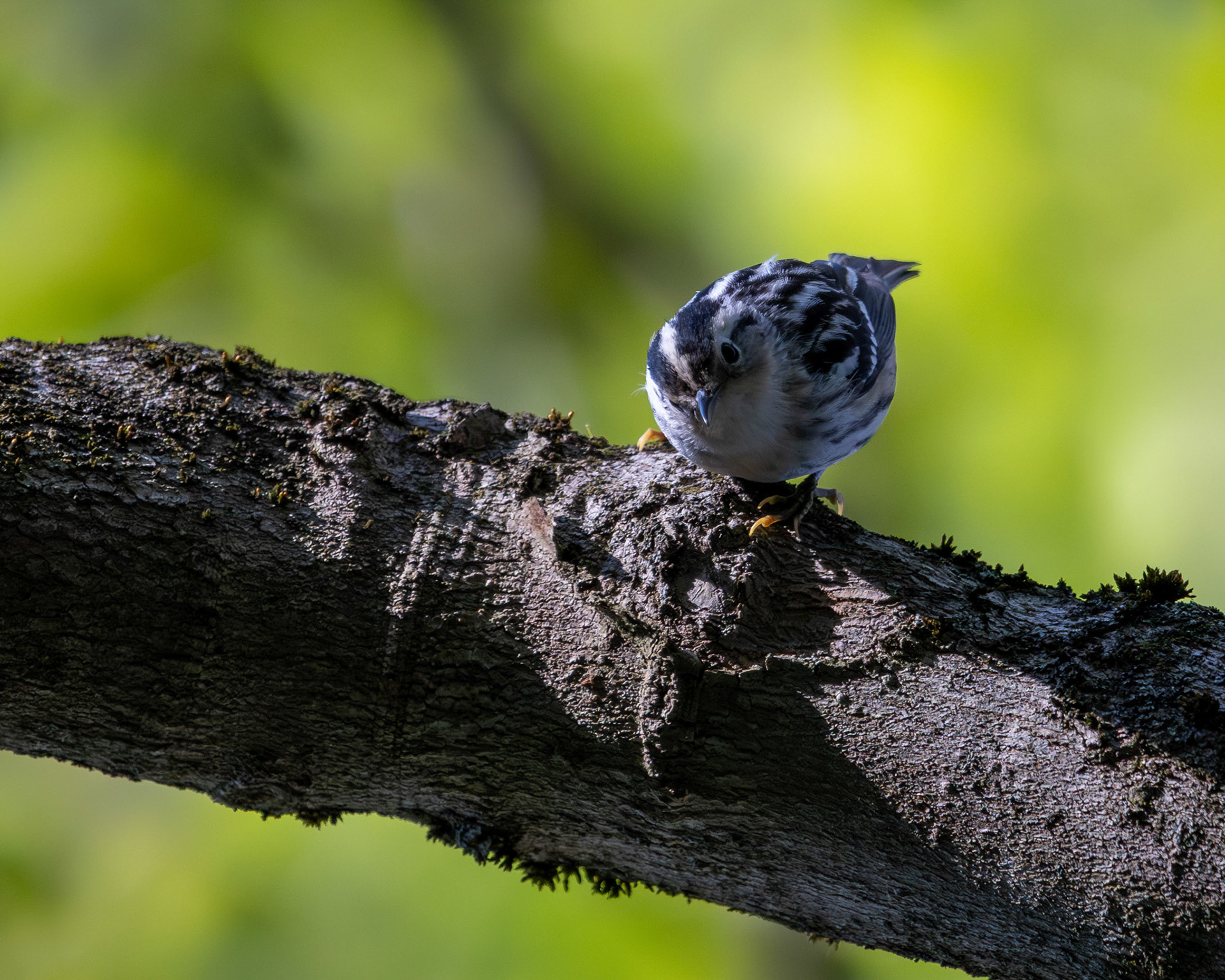 Black and white warbler