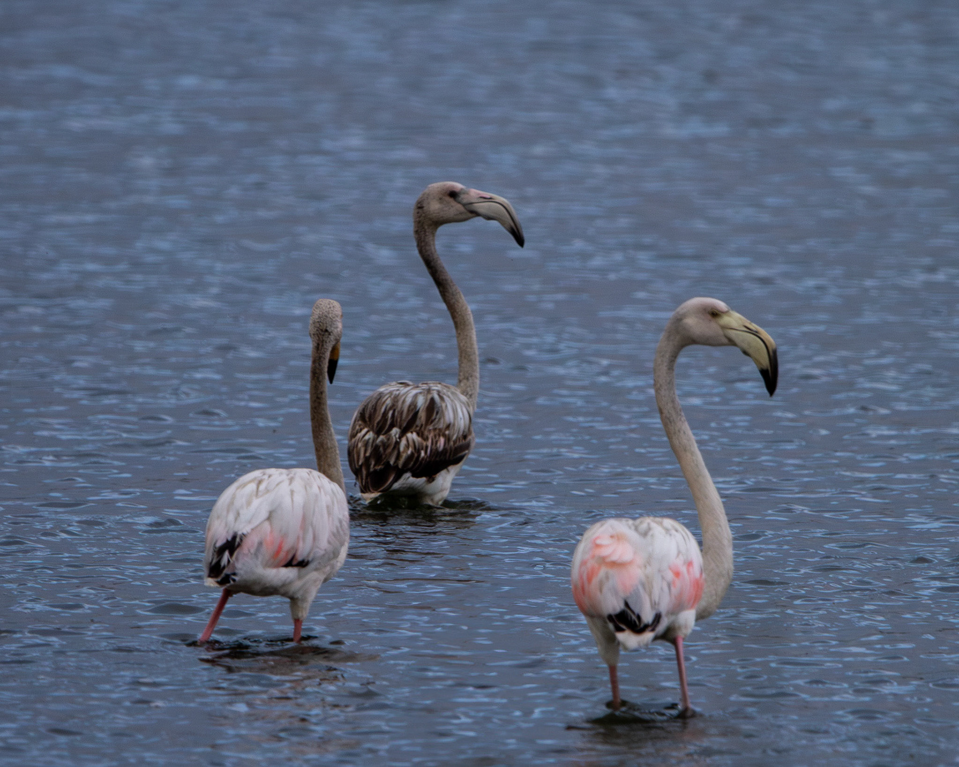 Greater flamingos