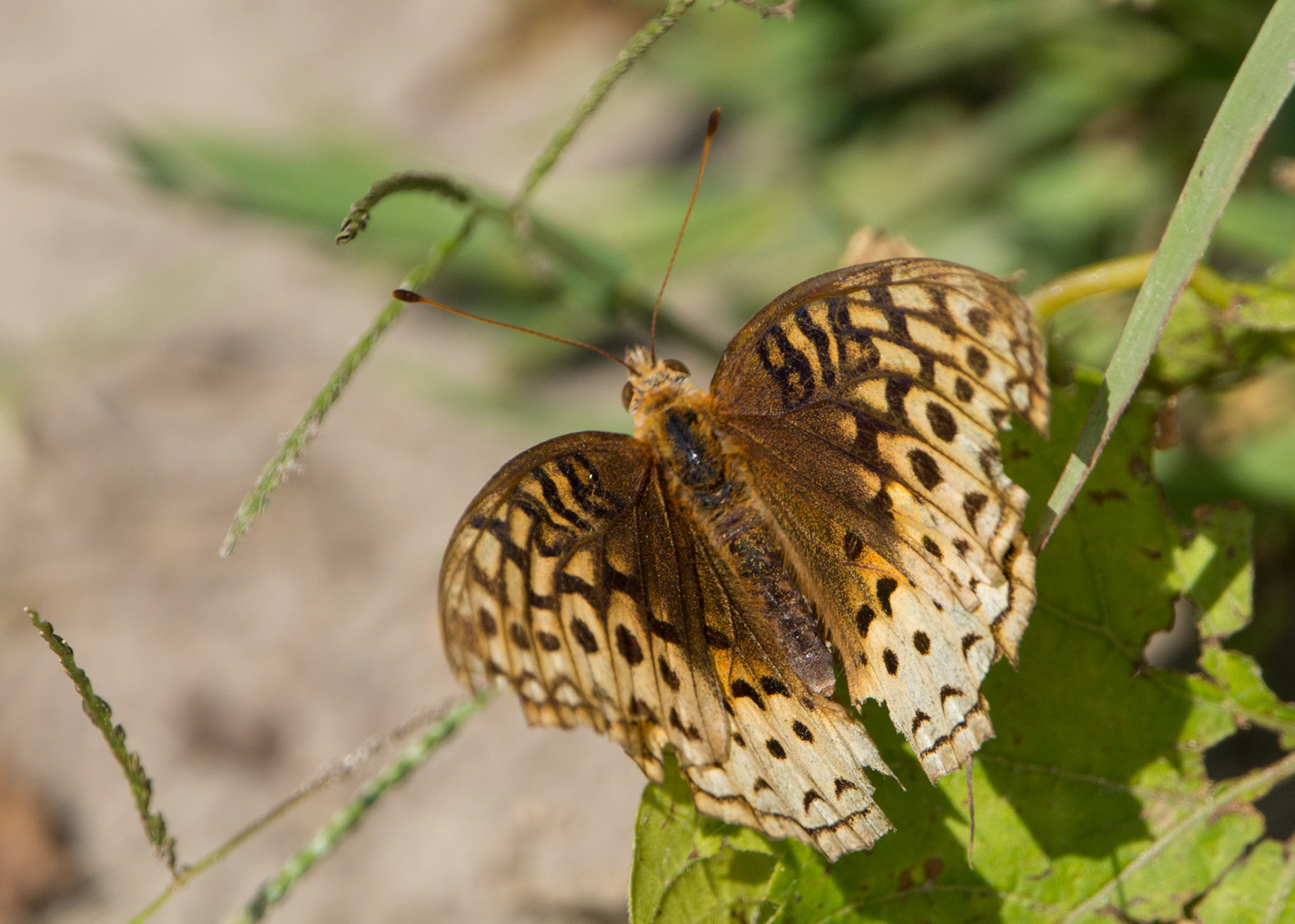 Great spangled fritillary