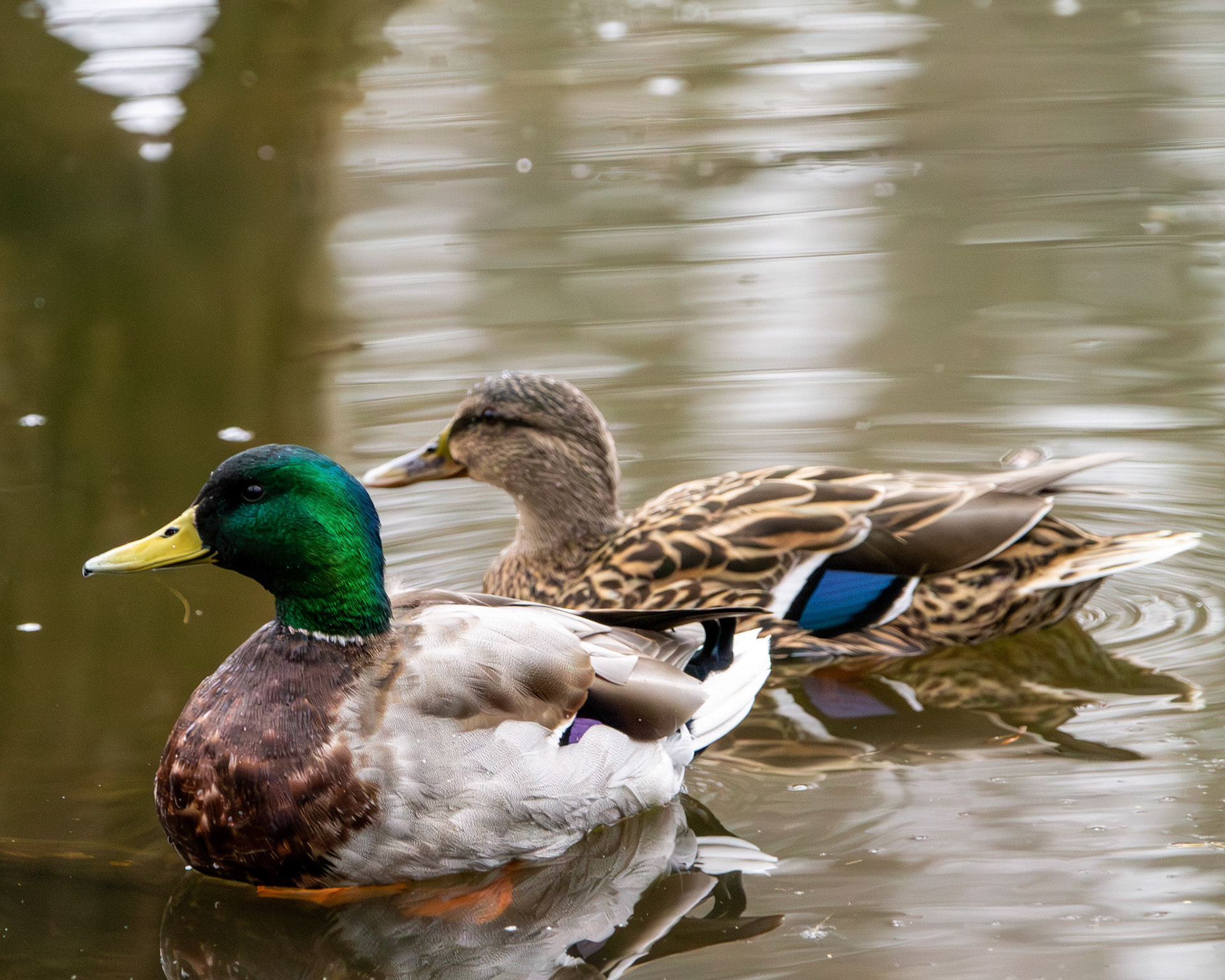 Mallards