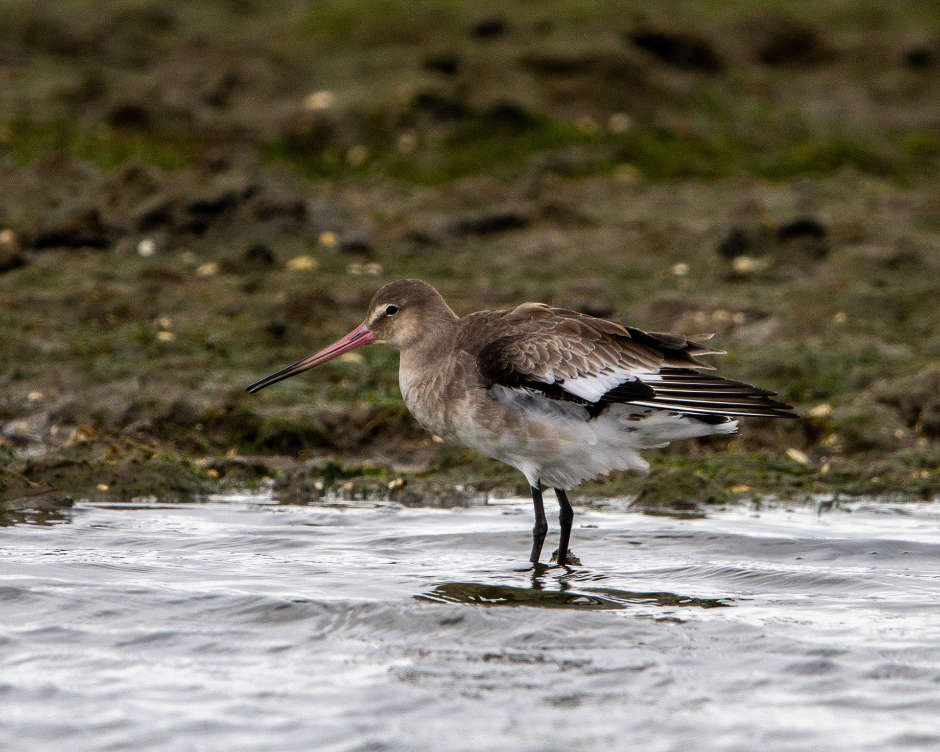 Black-tailed godwit