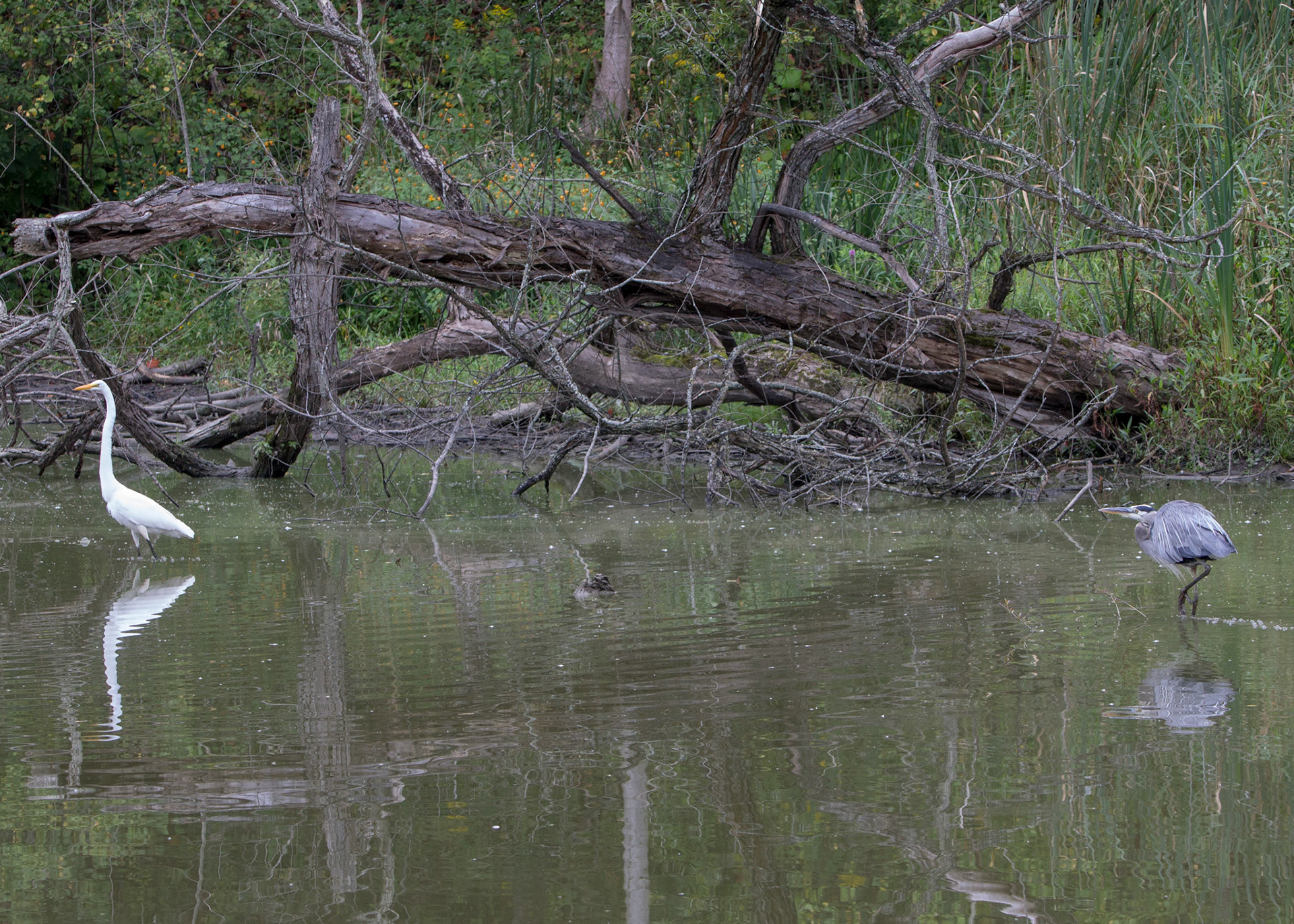 Great blue heron stalking Great egret